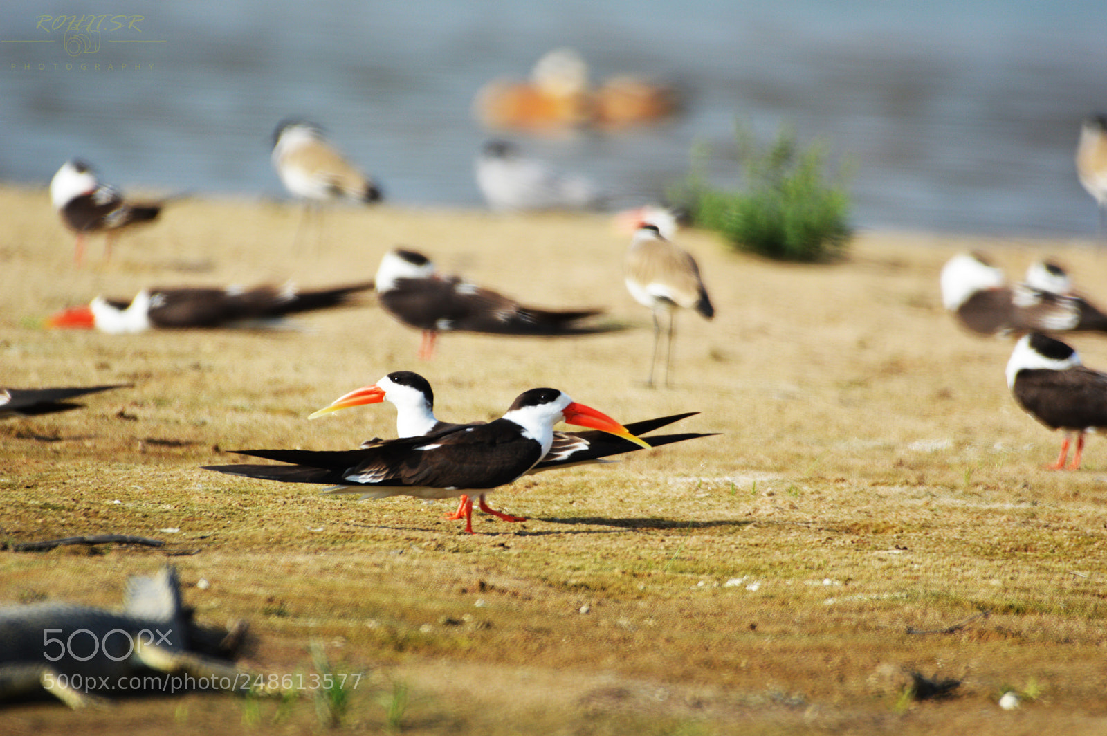 Nikon D3200 sample photo. Indian skimmer photography