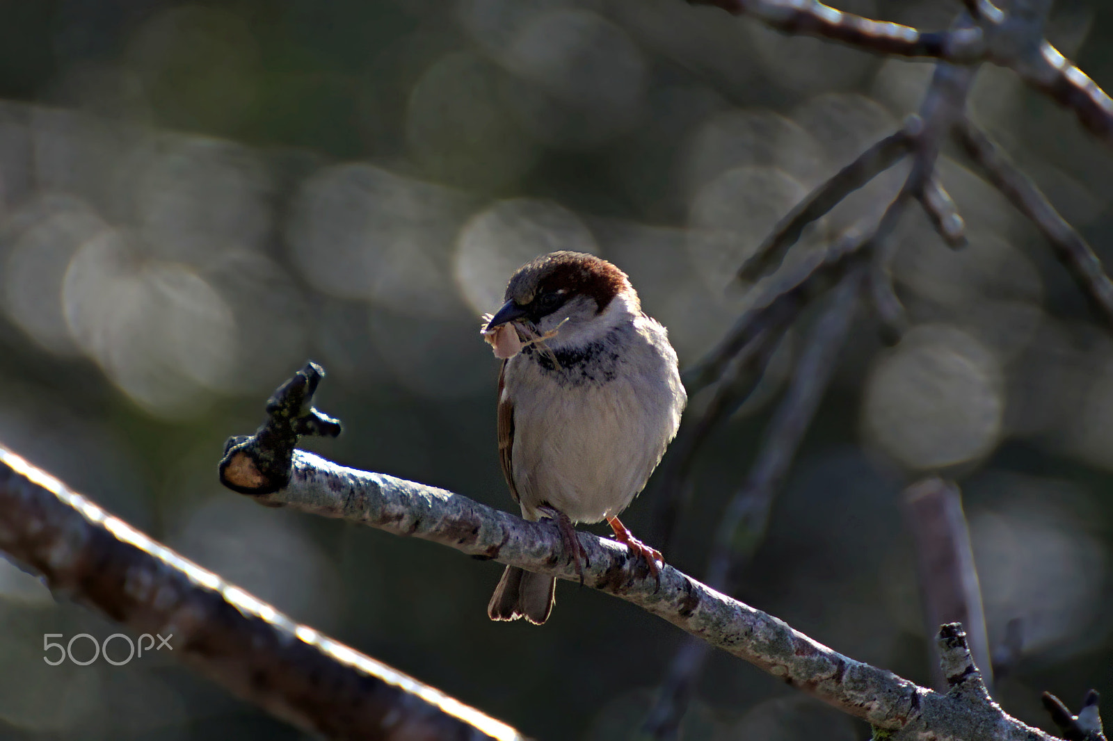 Canon EOS 77D (EOS 9000D / EOS 770D) sample photo. Sparrow photography