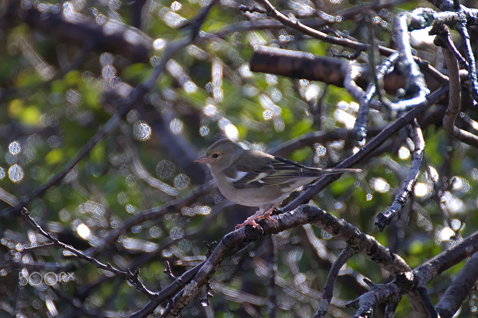 Canon EOS 77D (EOS 9000D / EOS 770D) sample photo. Img photography
