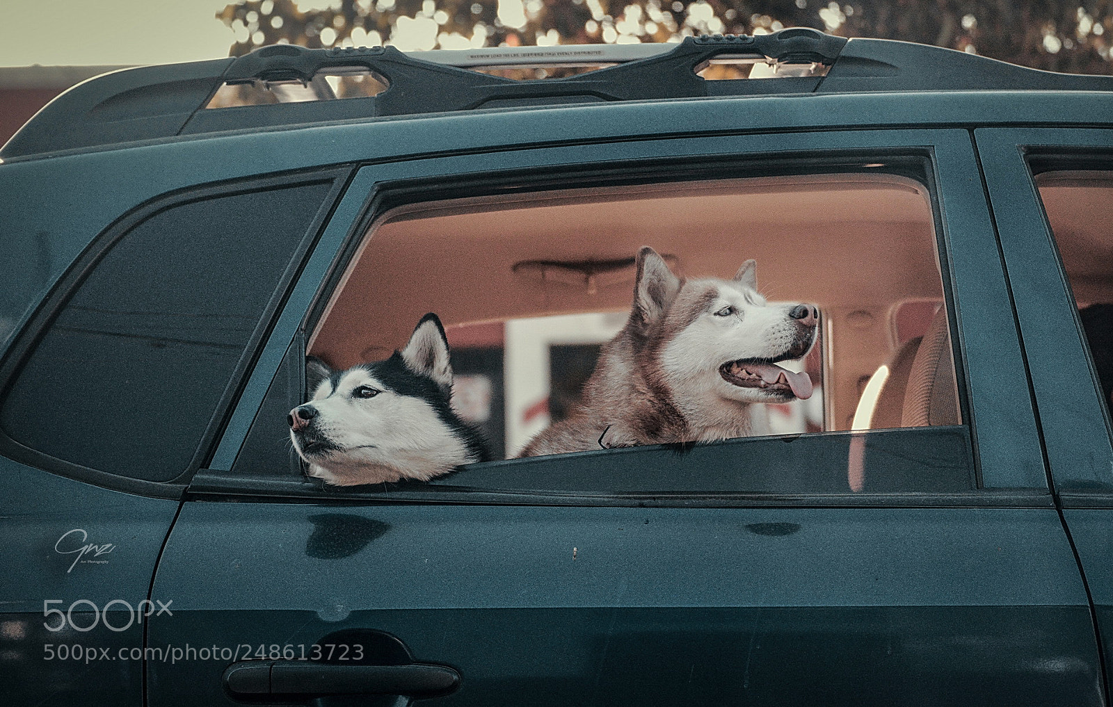 Nikon D800E sample photo. Pets photography