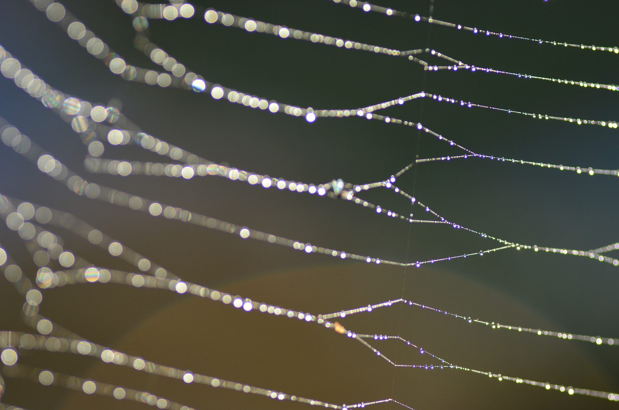 Nikon D5100 sample photo. Web with pearls photography