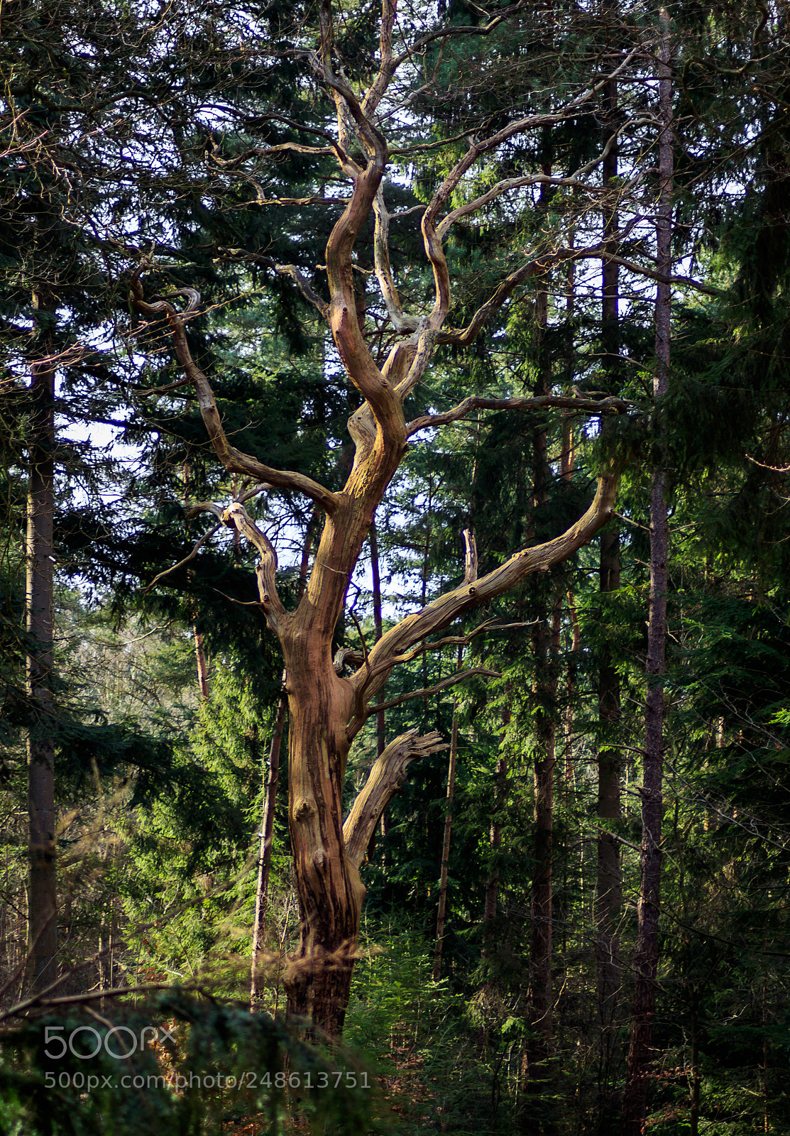 Canon EOS 1300D (EOS Rebel T6 / EOS Kiss X80) sample photo. Beautiful forrest at hoge photography