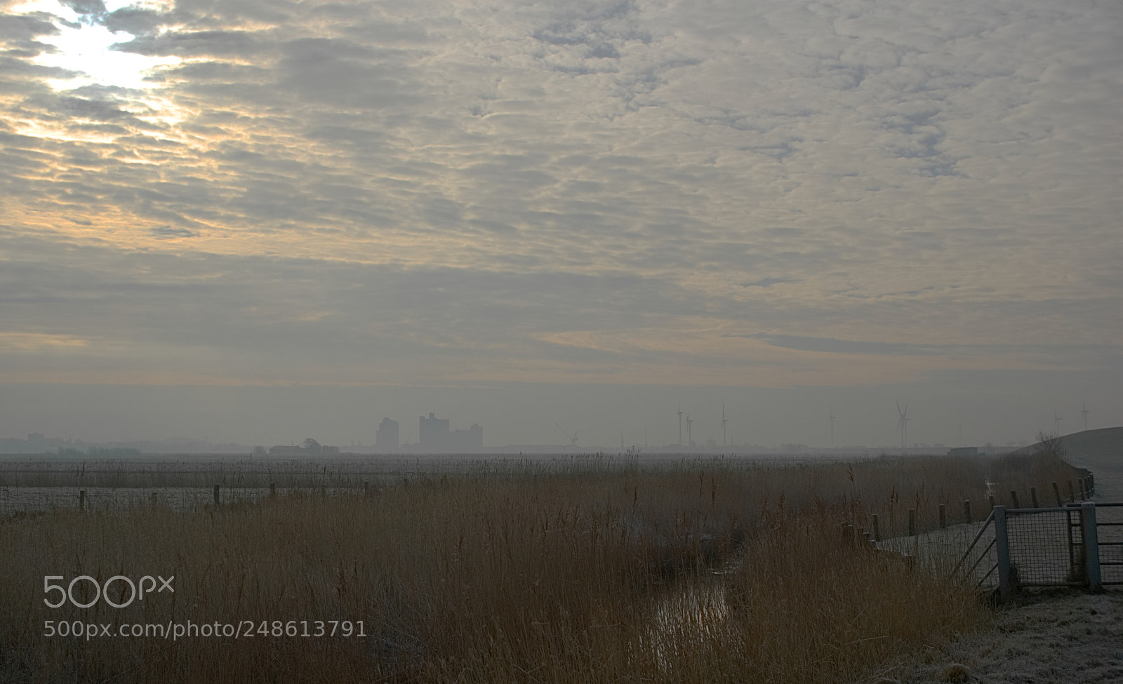 Sony Alpha DSLR-A350 sample photo. Im nebel photography