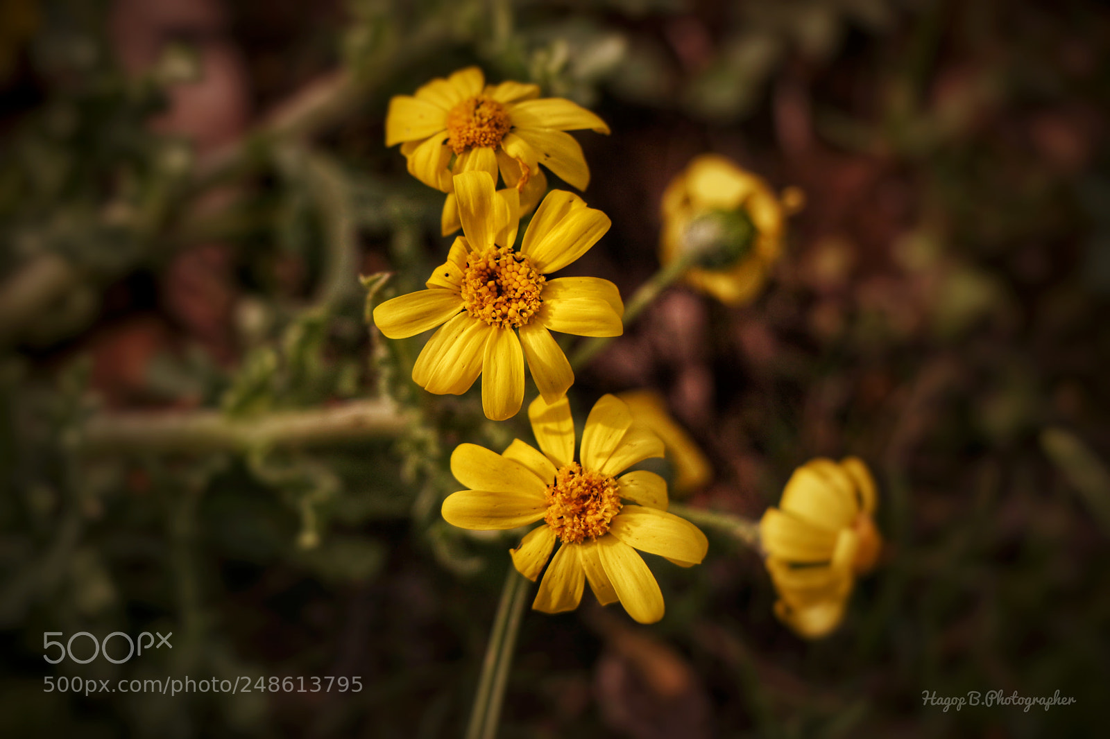 Canon EOS 80D sample photo. ? photography