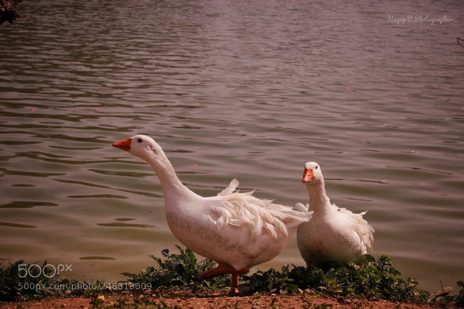 Canon EOS 80D sample photo. Lovely photography