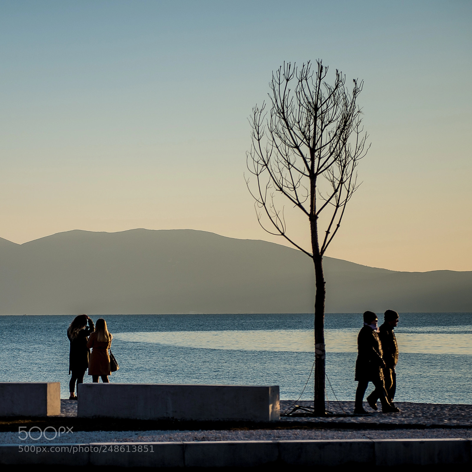 Nikon D610 sample photo. Trees and other stories photography