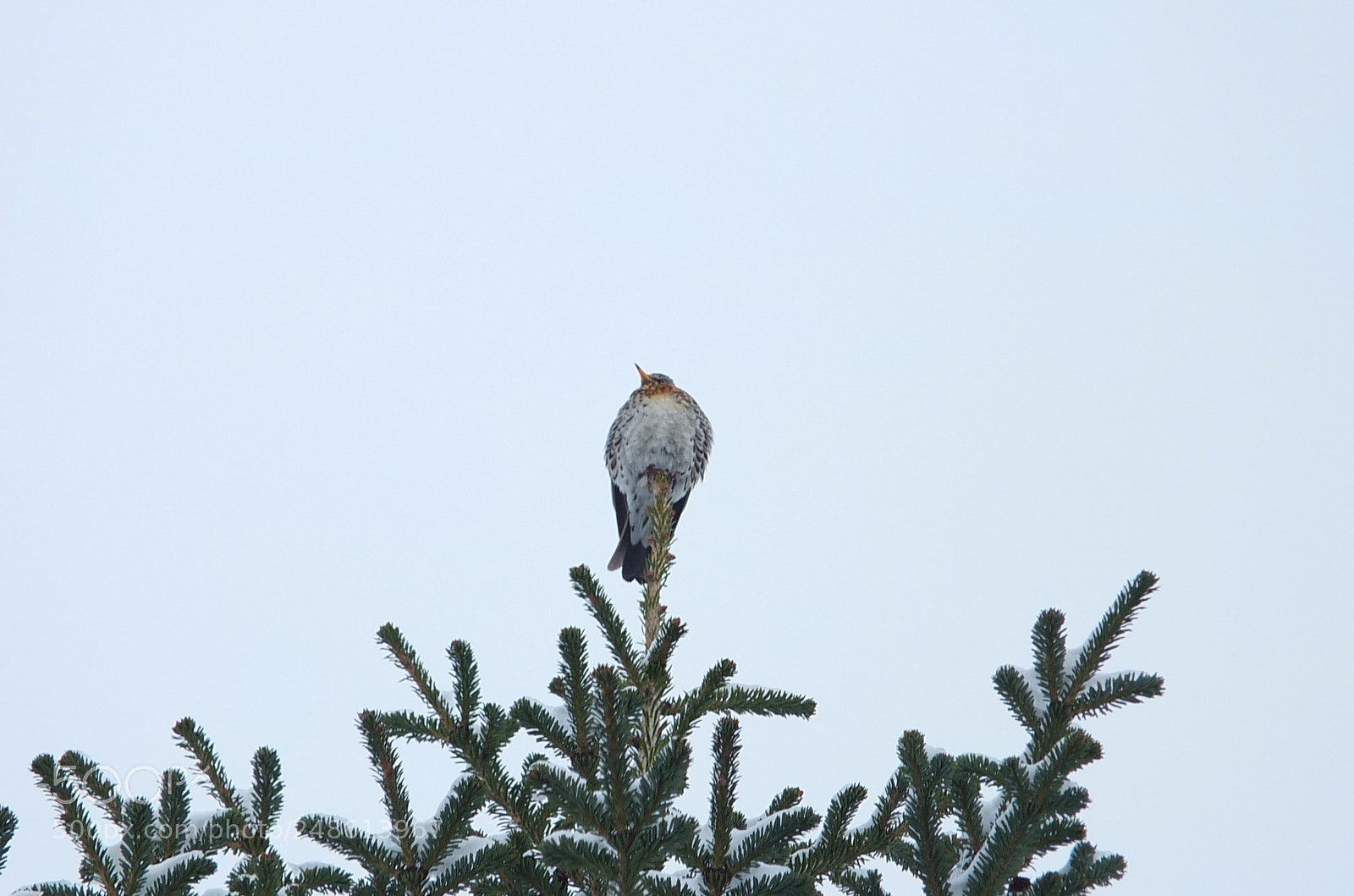 Fujifilm X-S1 sample photo. Drozd bravenjak, turdus pilaris photography