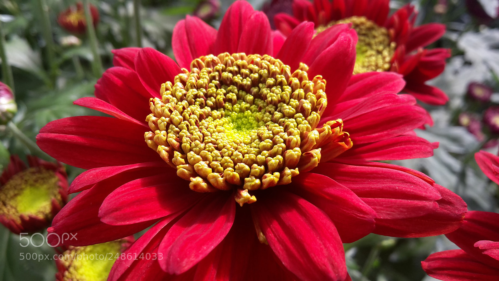 Samsung Galaxy S5 Mini sample photo. Red photography