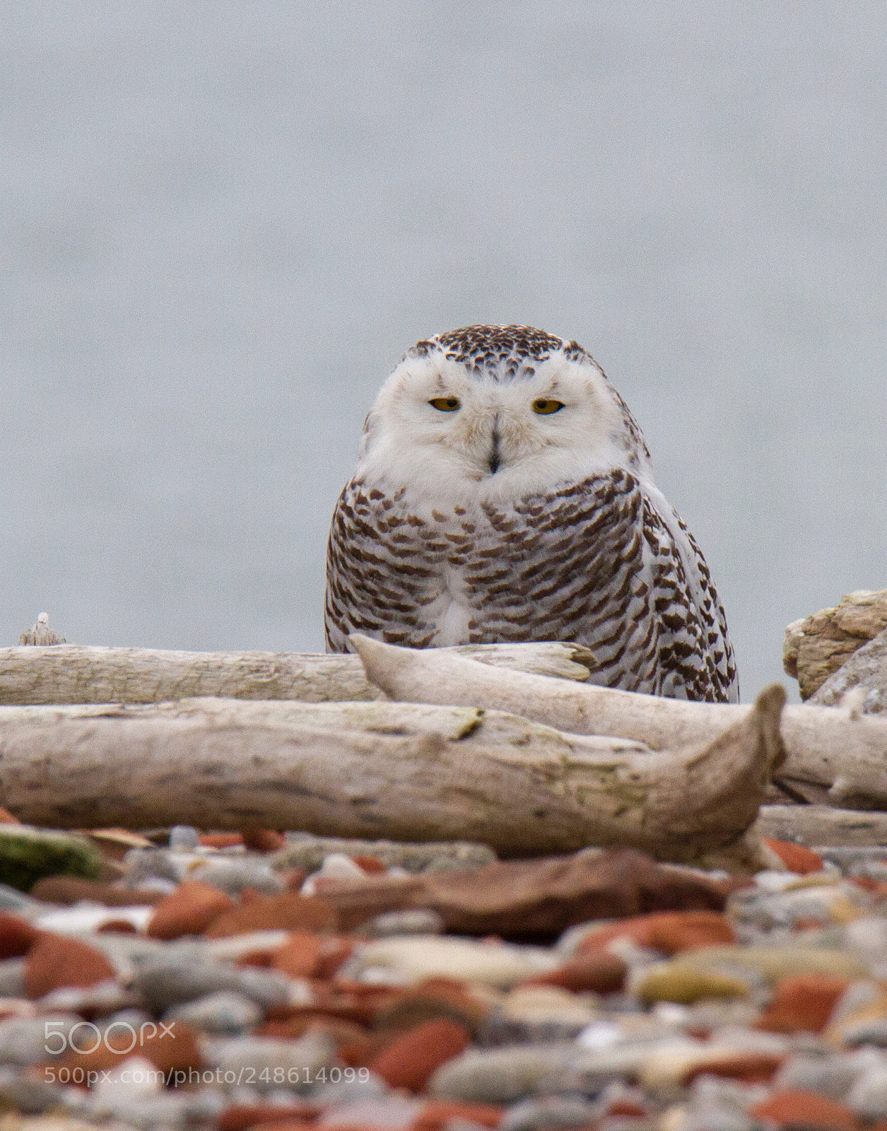 Canon EOS 7D sample photo. Snowy owl hunkered down photography