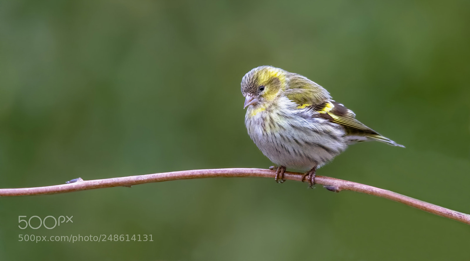 Canon EOS 7D Mark II sample photo. Sijs siskin starring photography