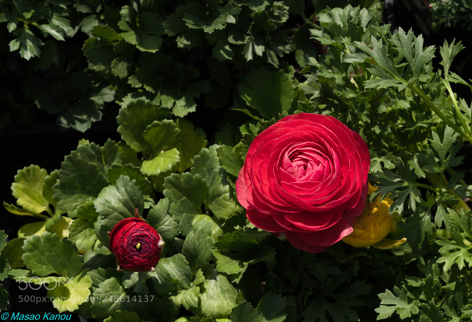 Sony a7R III sample photo. Passion photography