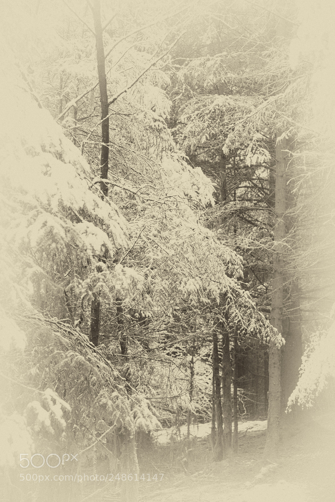 Nikon D610 sample photo. Galloway forest in winter photography