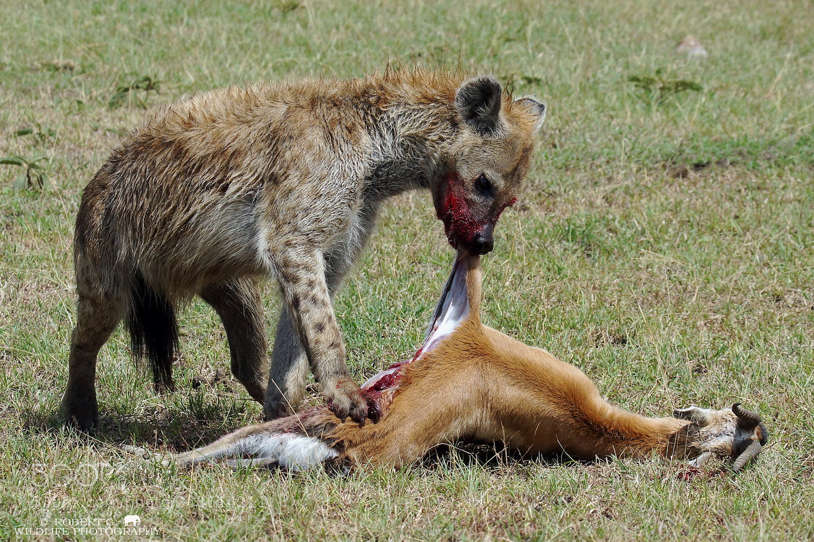 Sony SLT-A77 sample photo. Hunting hyena  part 2 photography