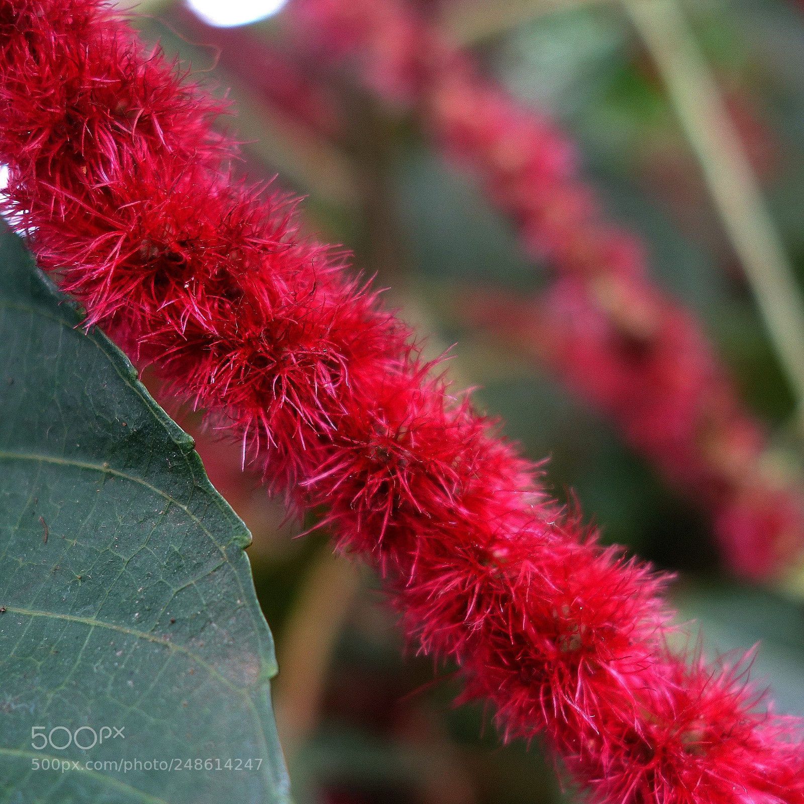 Sony Cyber-shot DSC-RX100 II sample photo. Mekong lot () photography