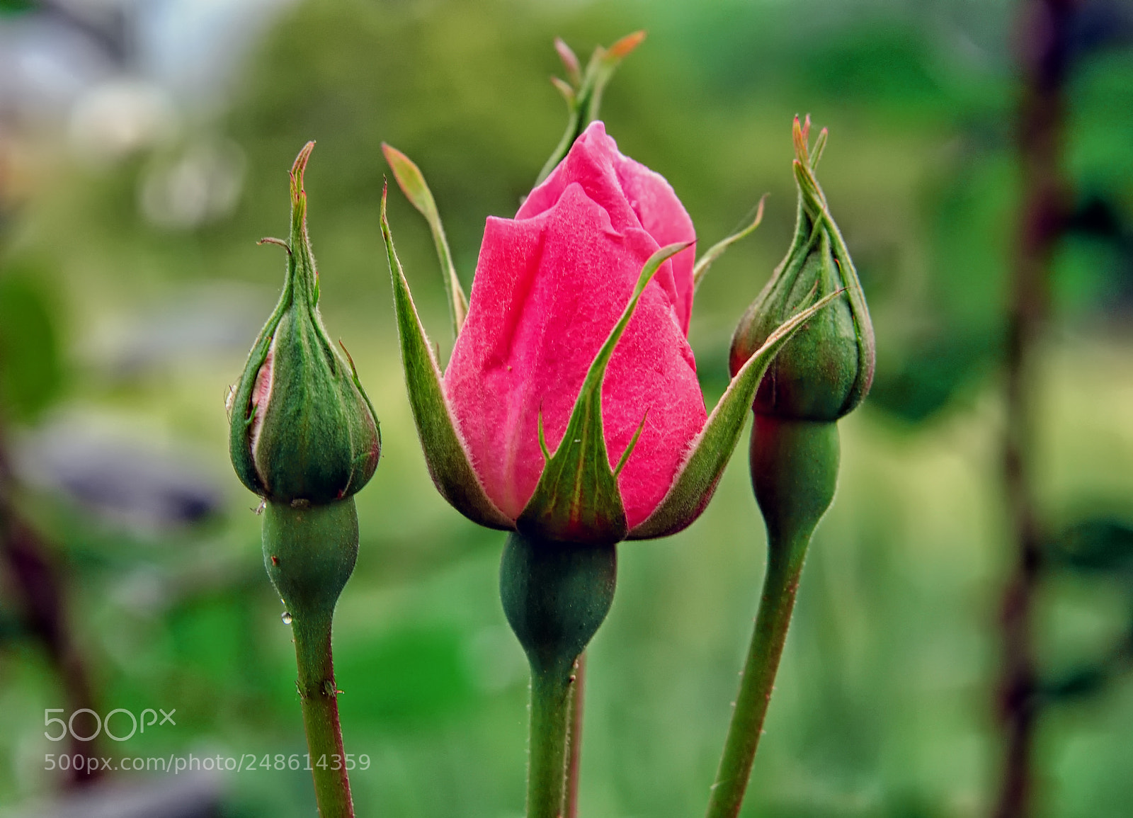 Nikon D300 sample photo. Rose photography