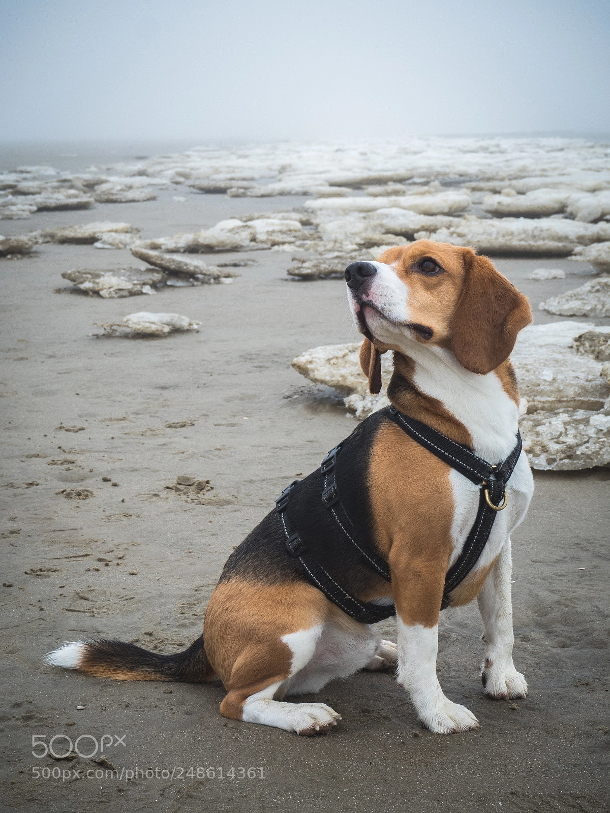 Olympus PEN E-PL8 sample photo. On the foggy shore photography