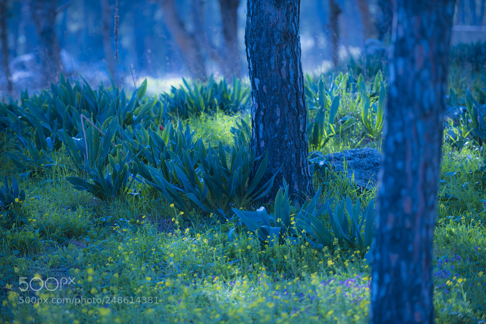 Nikon D810 sample photo. Watched photography
