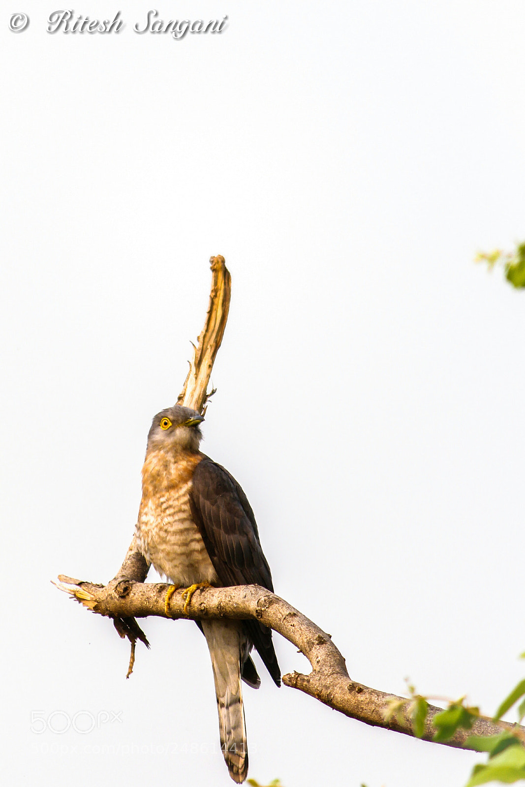 Canon EOS 700D (EOS Rebel T5i / EOS Kiss X7i) sample photo. Common hawk-cuckoo......! photography