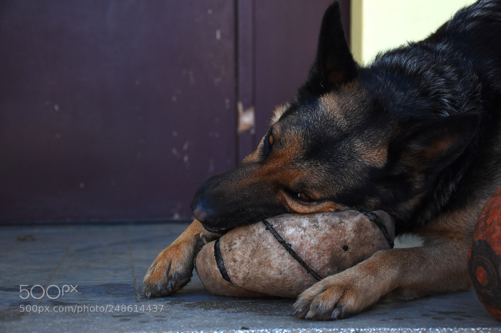 Nikon D7200 sample photo. My dog play with photography