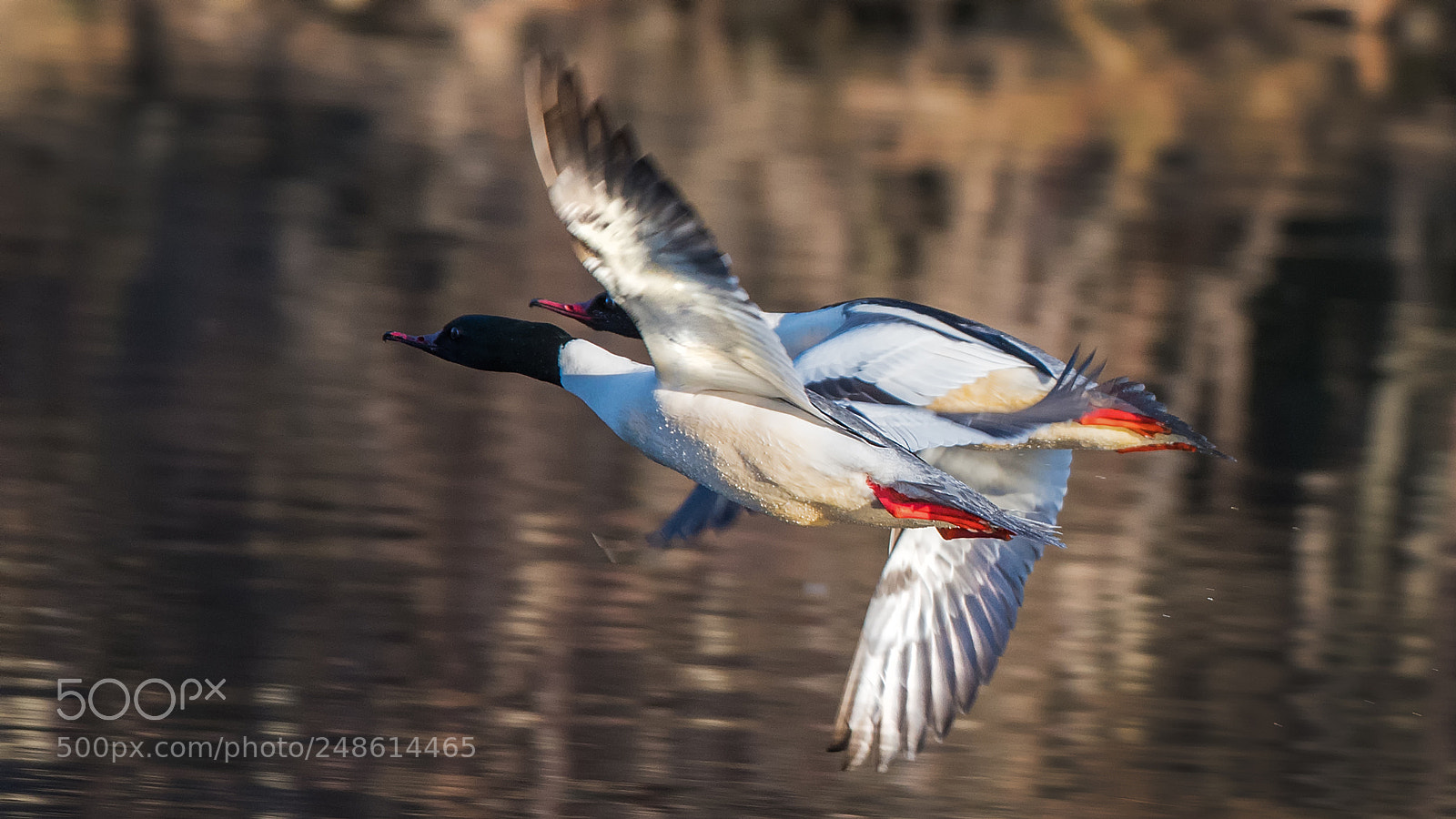 Nikon D500 sample photo. Geese sawyer, side by photography