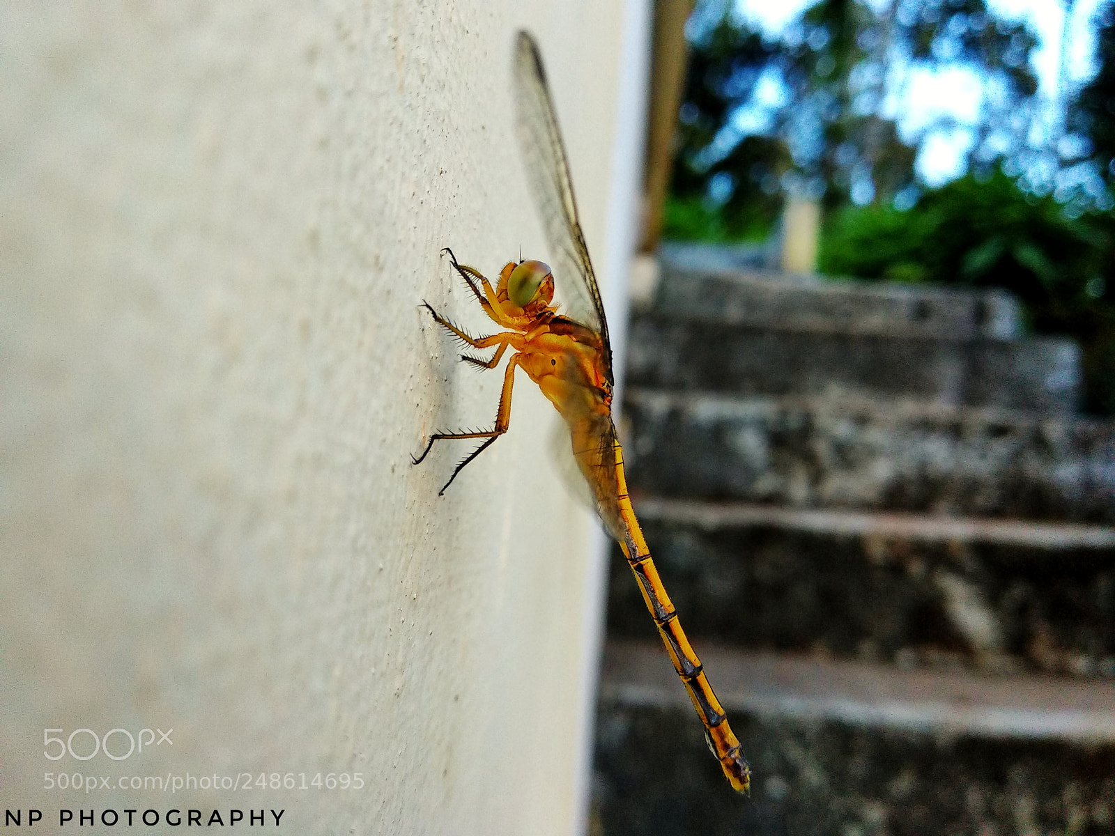 Xiaomi Mi A1 sample photo. Dragonfly photography