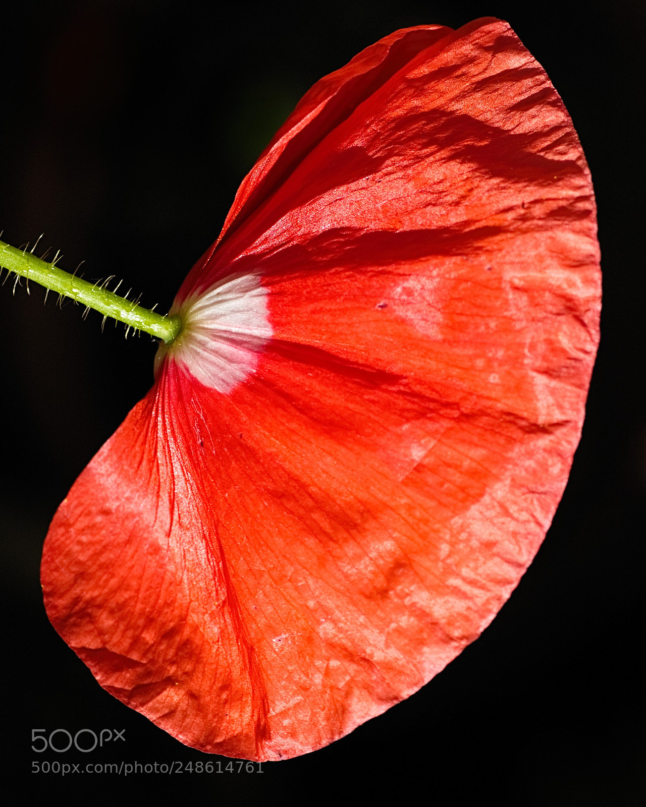Nikon D50 sample photo. Poppy photography