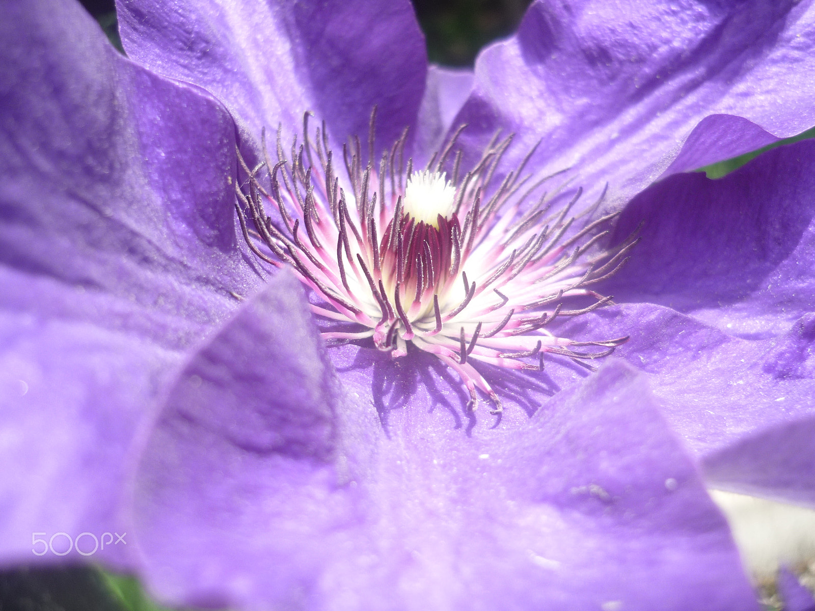 Panasonic Lumix DMC-FS3 sample photo. Clematis the president photography