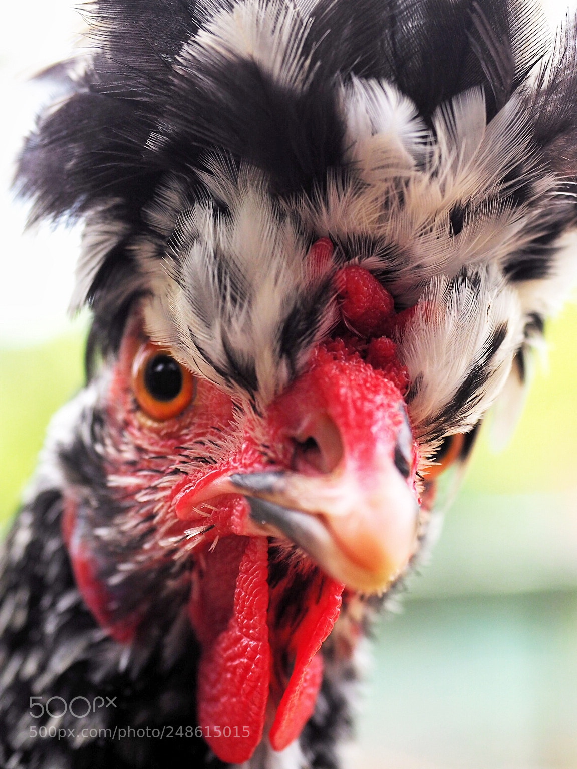 Olympus OM-D E-M10 II sample photo. Cock photography