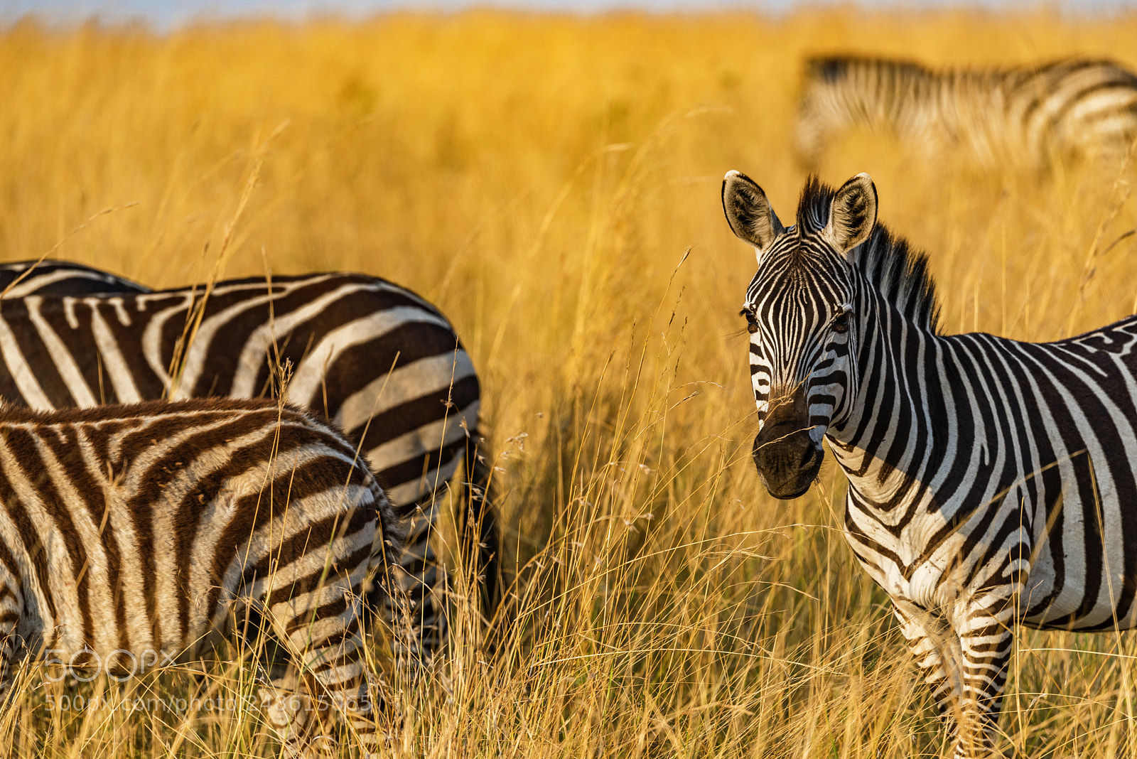 Nikon D810 sample photo. Grant s zebra in photography