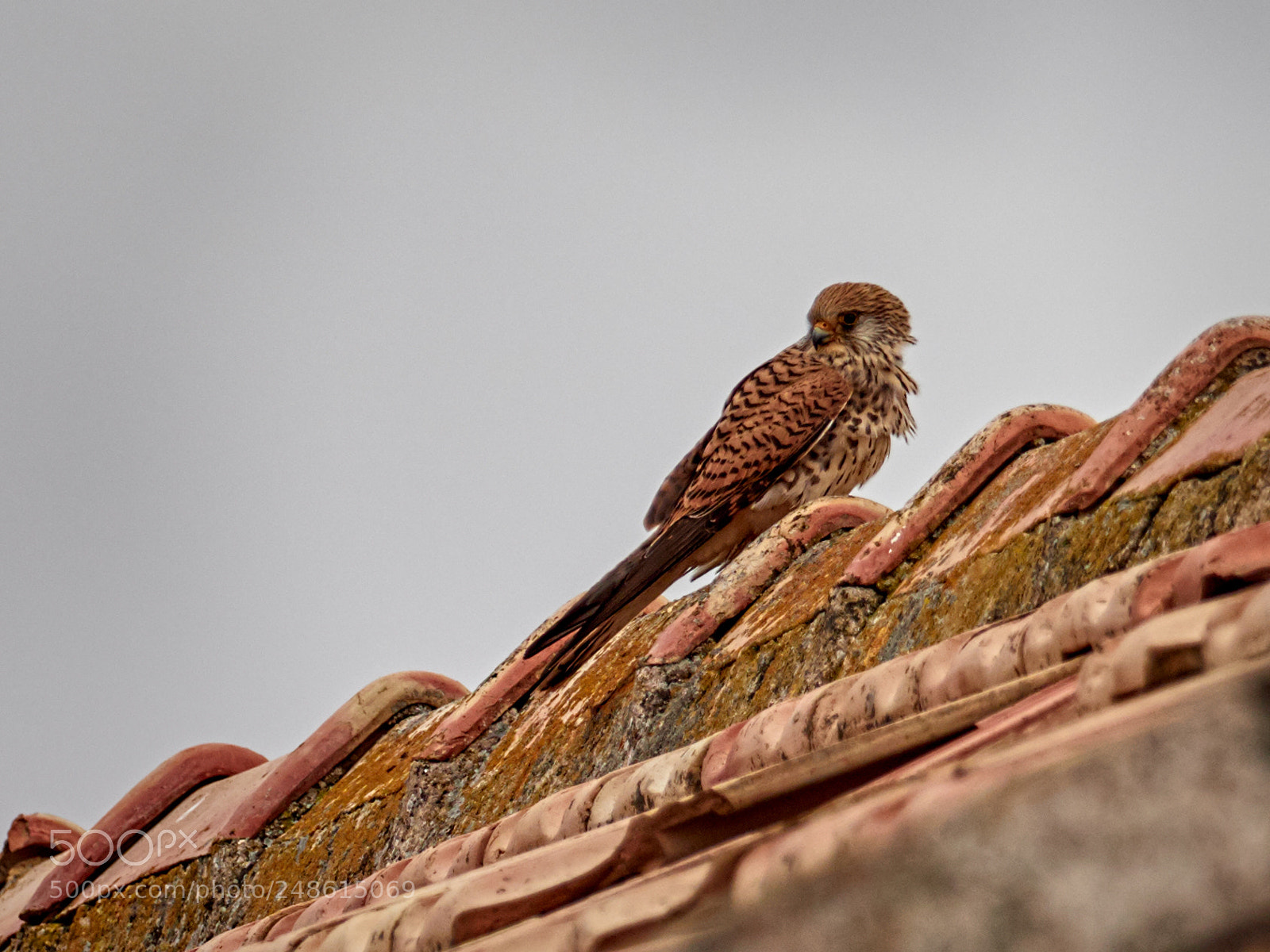 Olympus OM-D E-M1 Mark II sample photo. Cernícalo primilla photography
