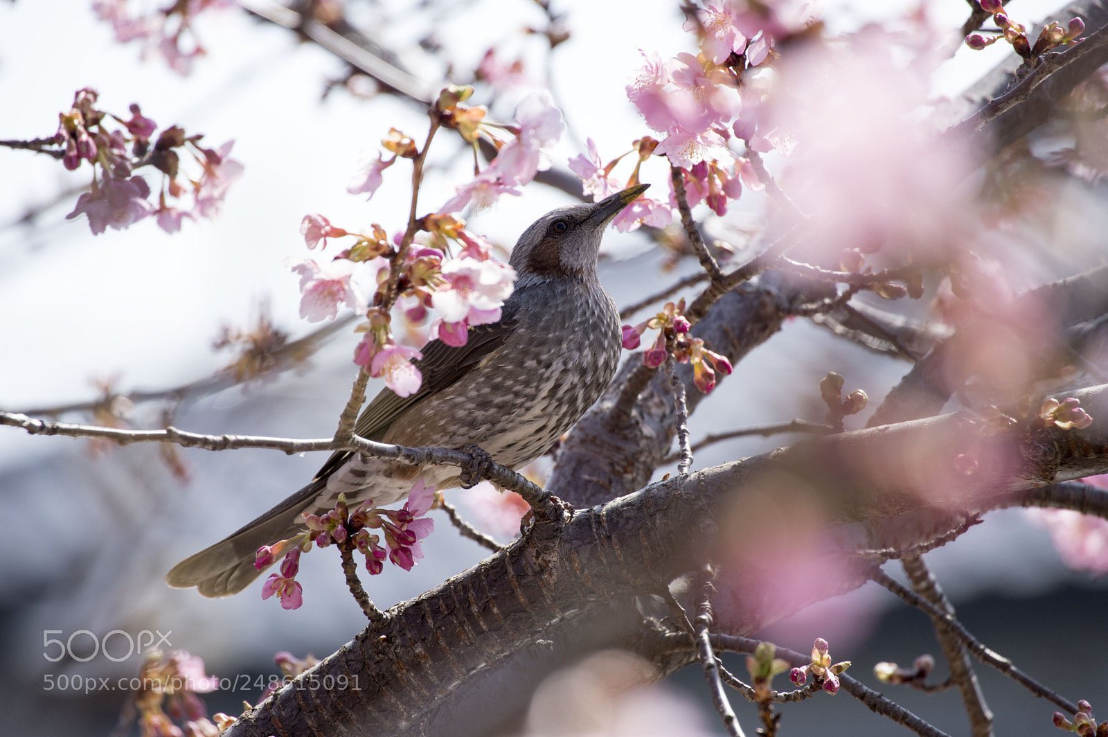 Pentax KP sample photo. Sakura and bird photography