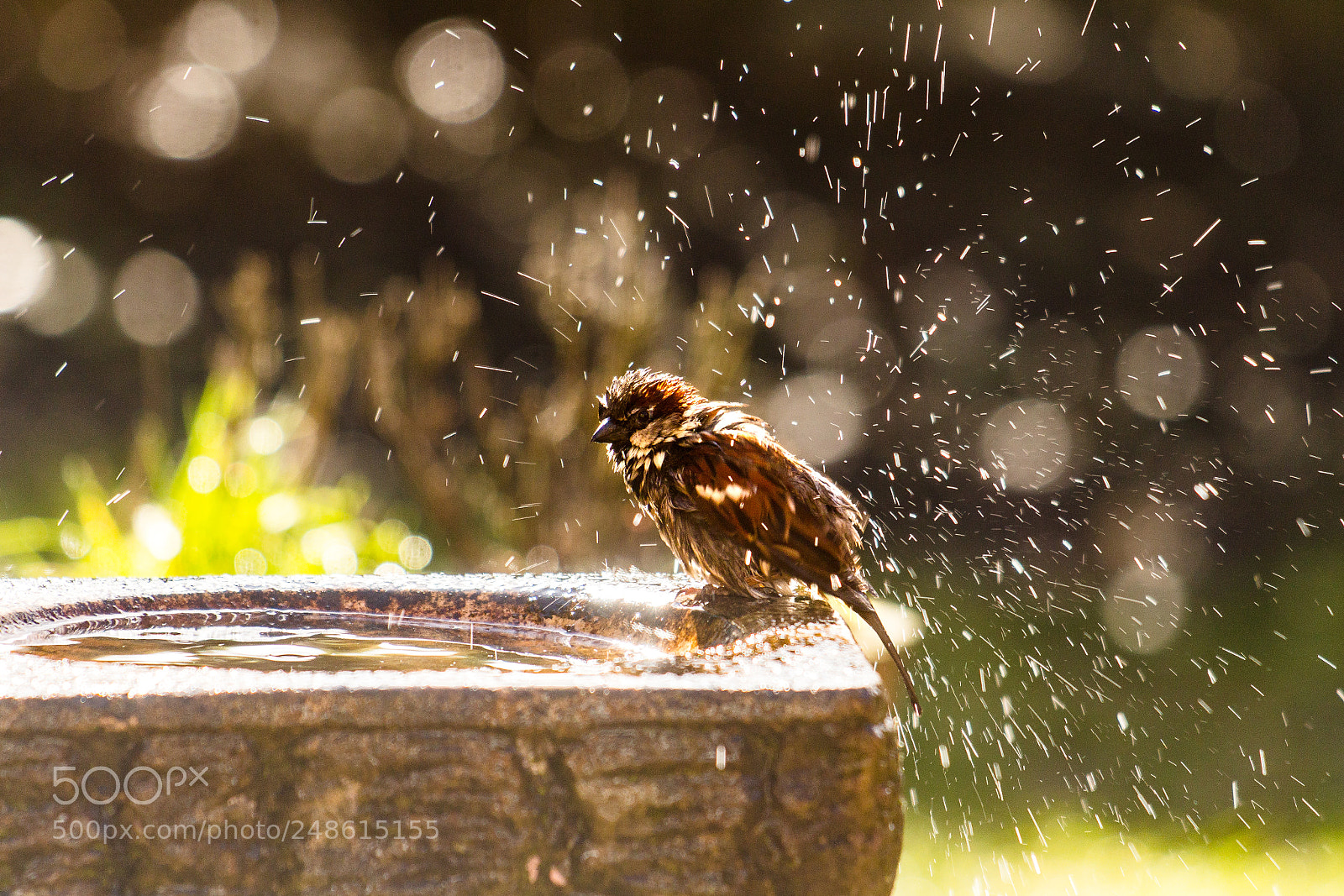 Canon EOS 700D (EOS Rebel T5i / EOS Kiss X7i) sample photo. Bird bath photography
