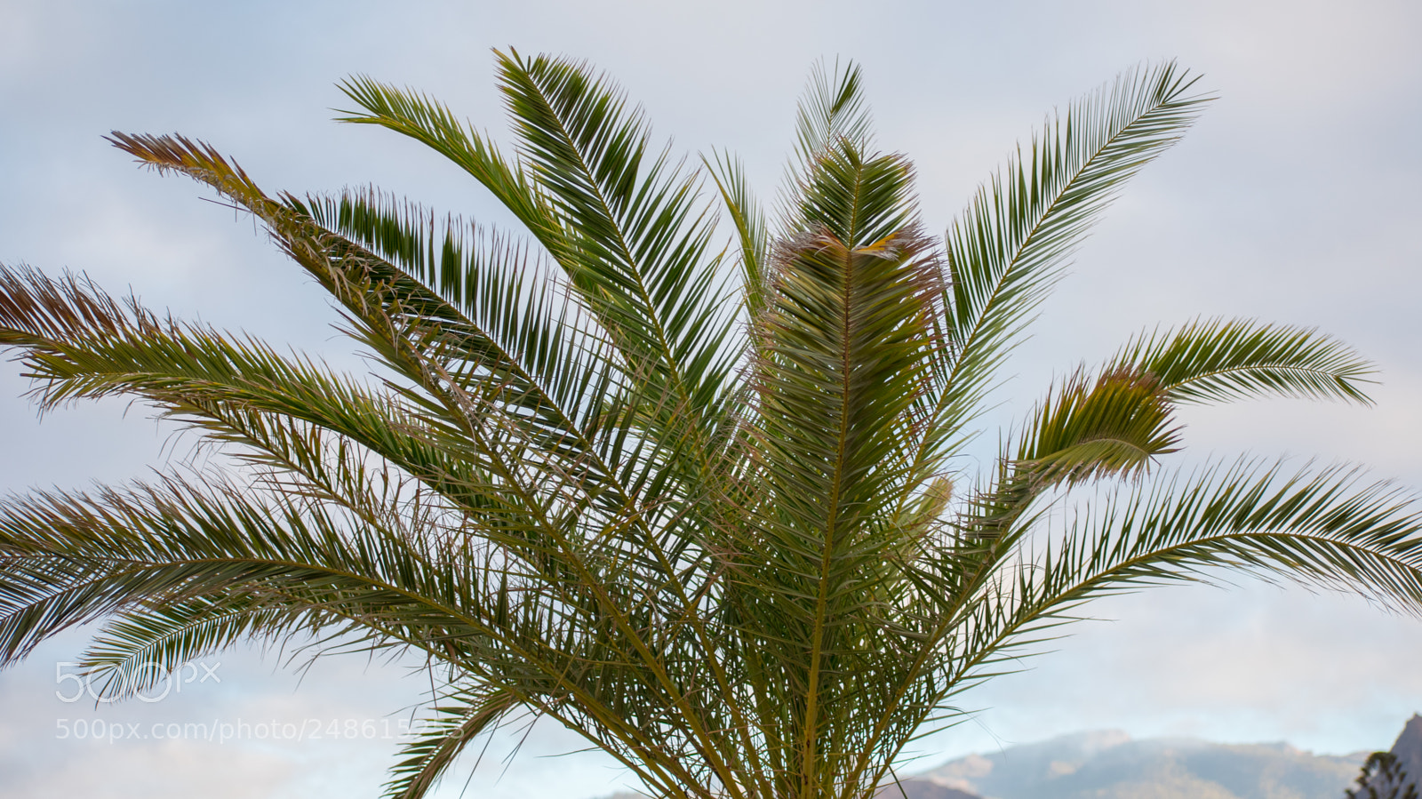 Nikon D3400 sample photo. Palm tree photo photography