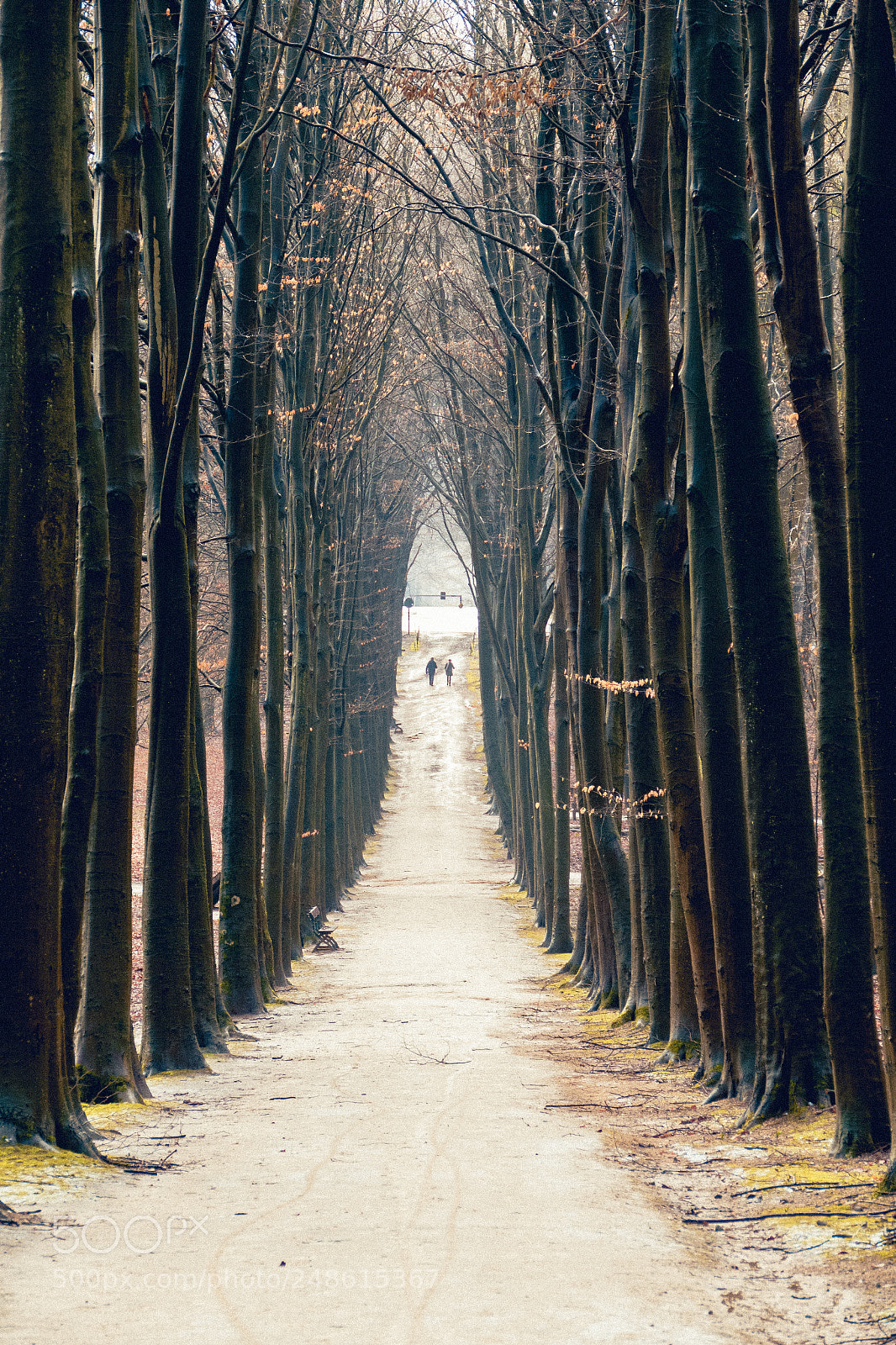 Leica V-Lux (Typ 114) sample photo. Forest photography