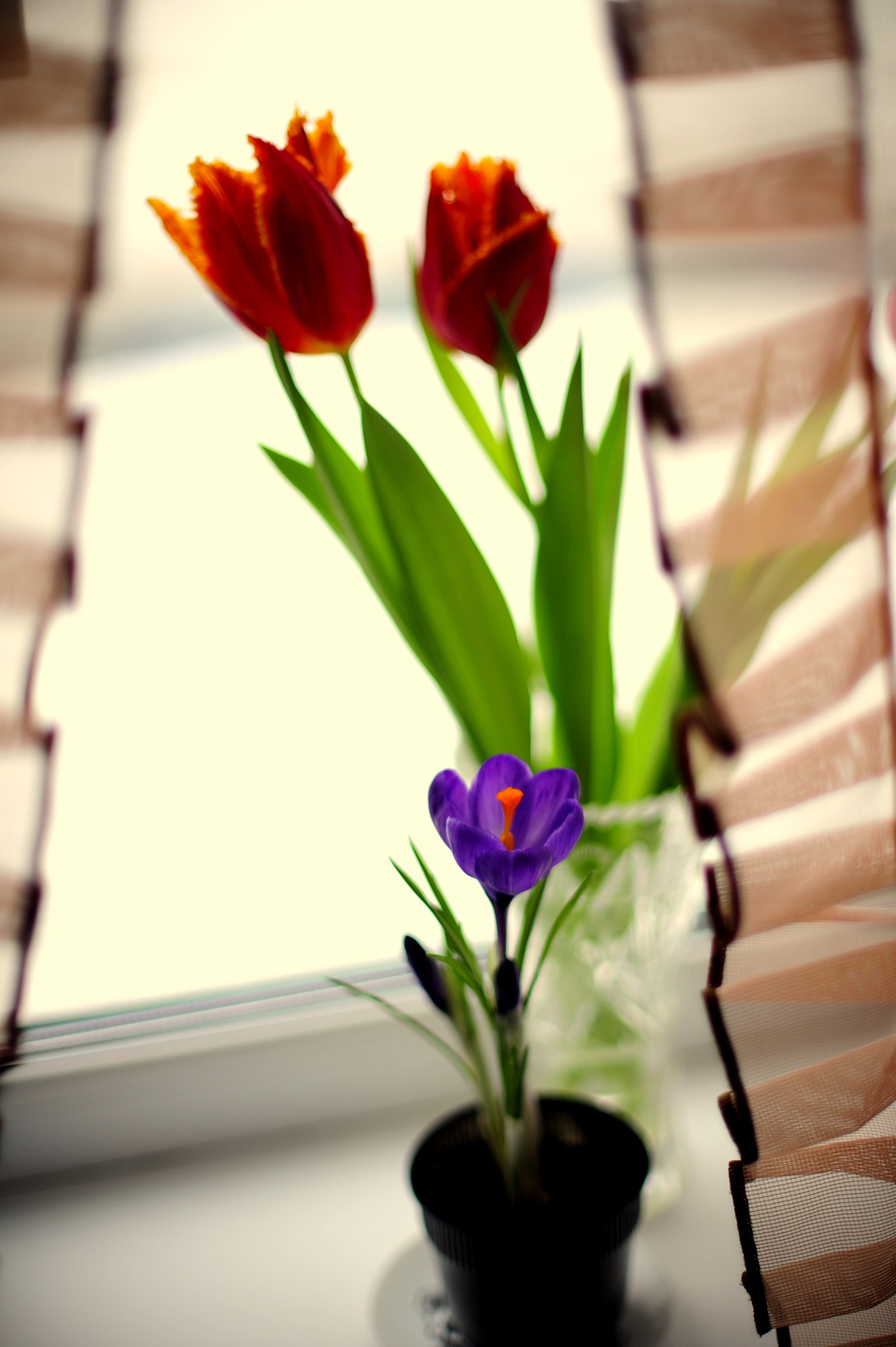 Manual Lens No CPU sample photo. Dc photography