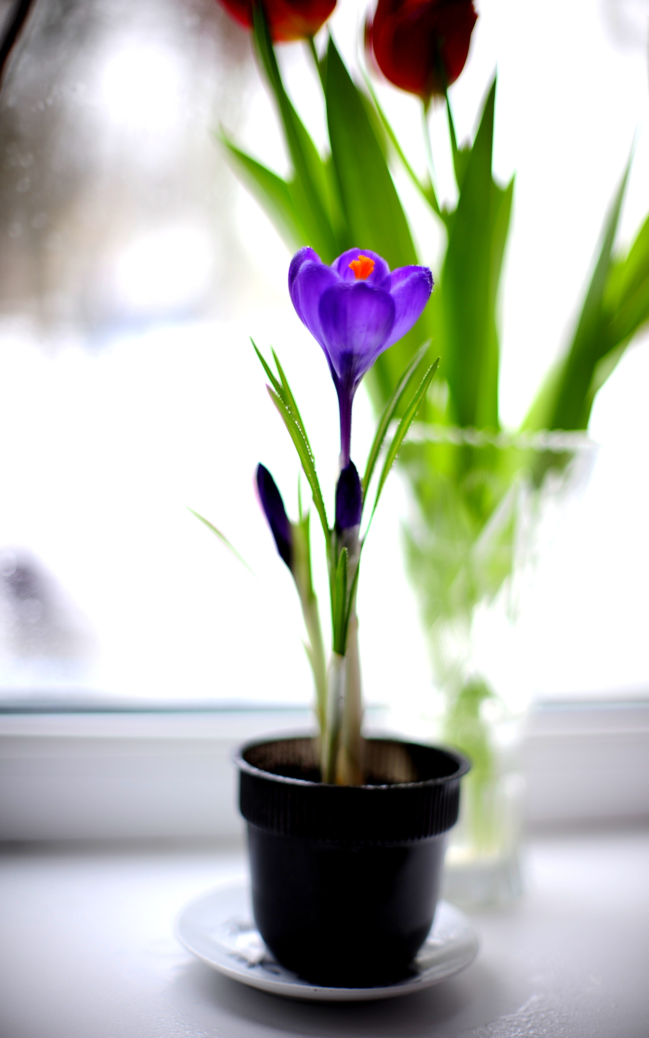 Manual Lens No CPU sample photo. Dc photography