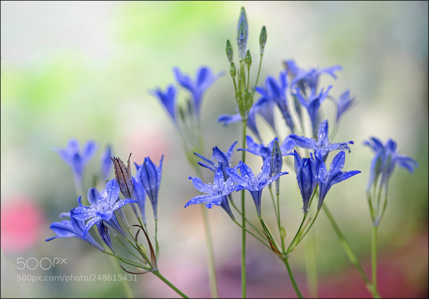 Nikon D810 sample photo. Tenderness - to all photography