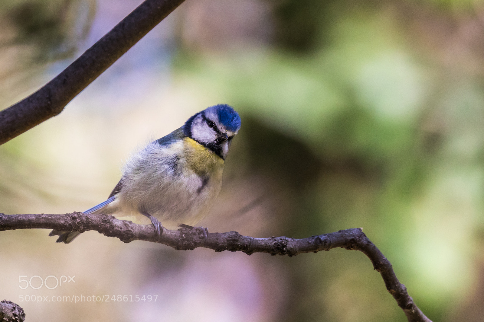 Canon EOS 7D Mark II sample photo. Eyes photography
