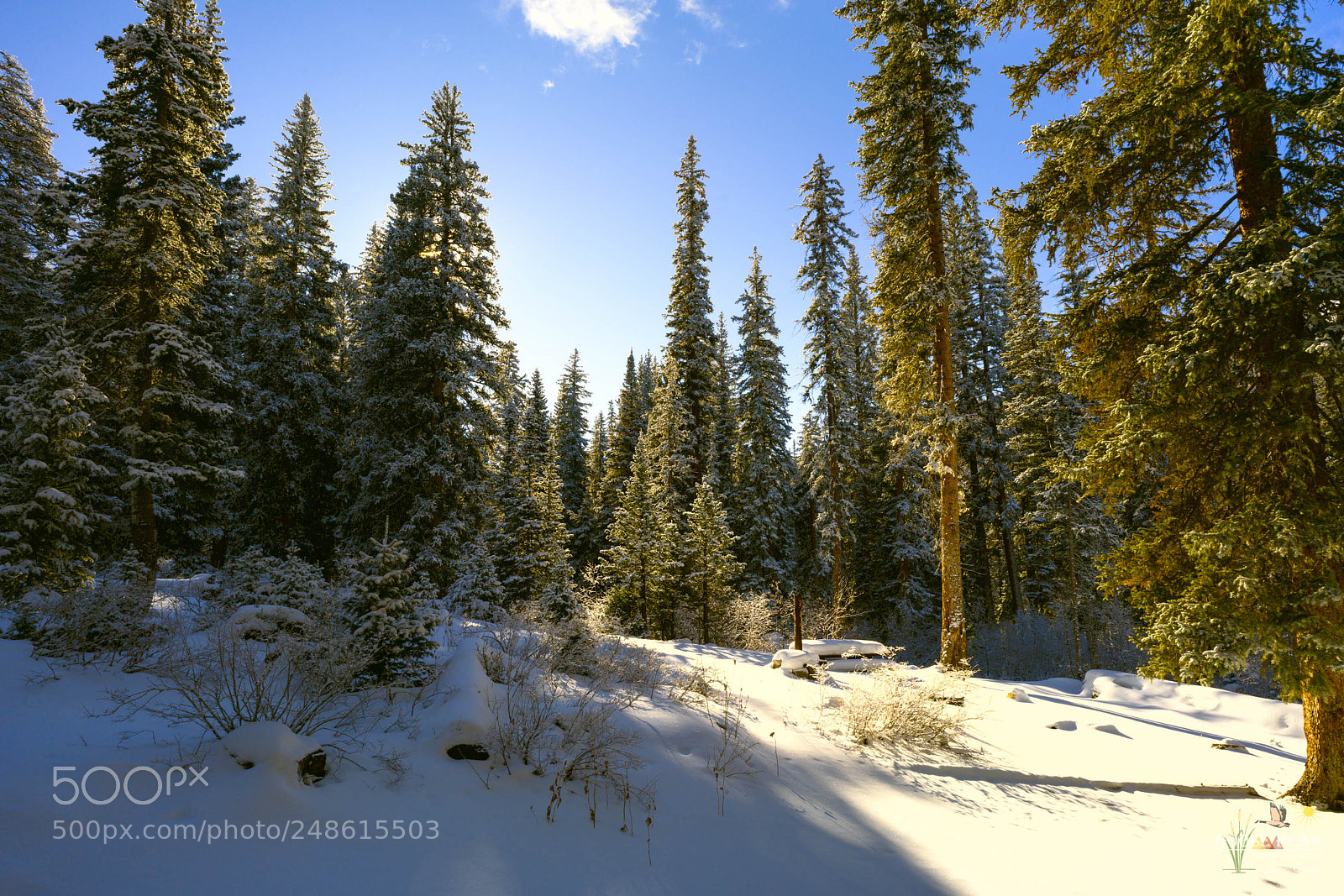 Sony a7R II sample photo. Winter sunlight photography