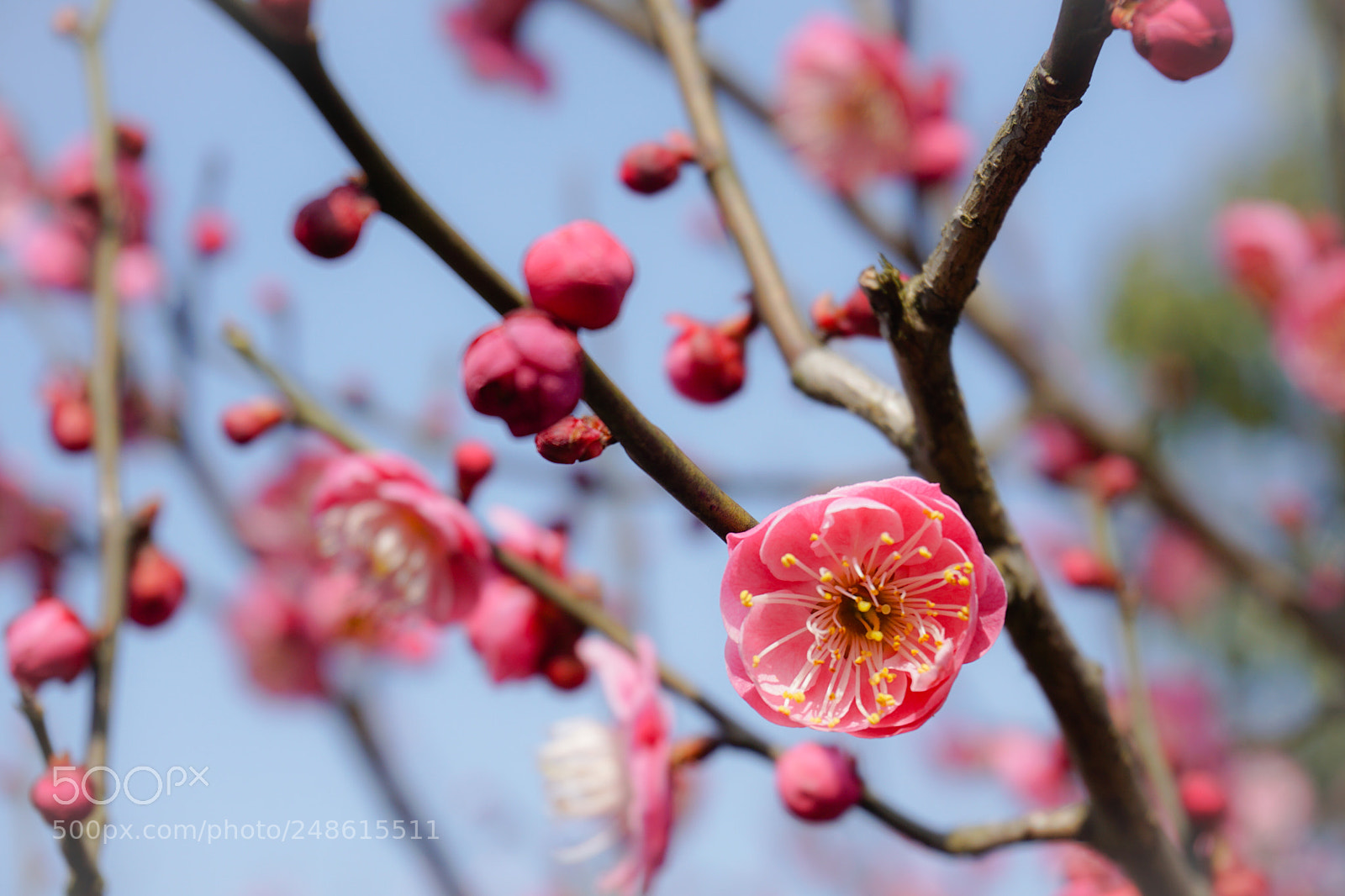 Sony a6000 sample photo. 春 photography