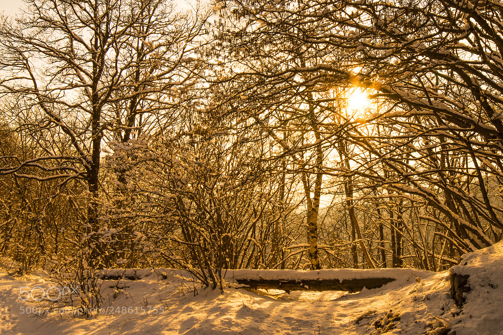 Nikon D3200 sample photo. Snowy magic photography
