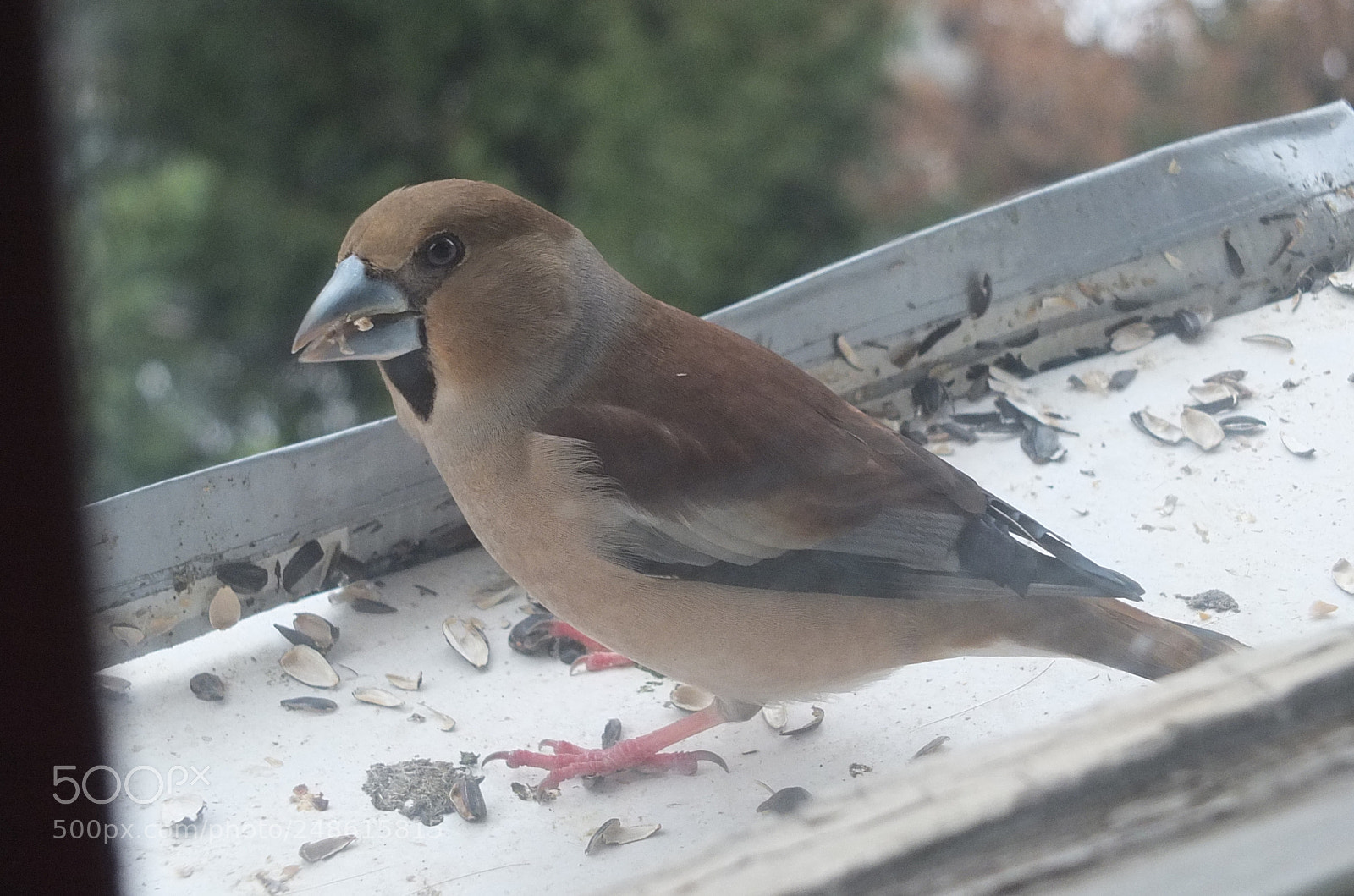 Fujifilm X-S1 sample photo. Hawfinch, batokljun, coccothraustes coccothraustes photography