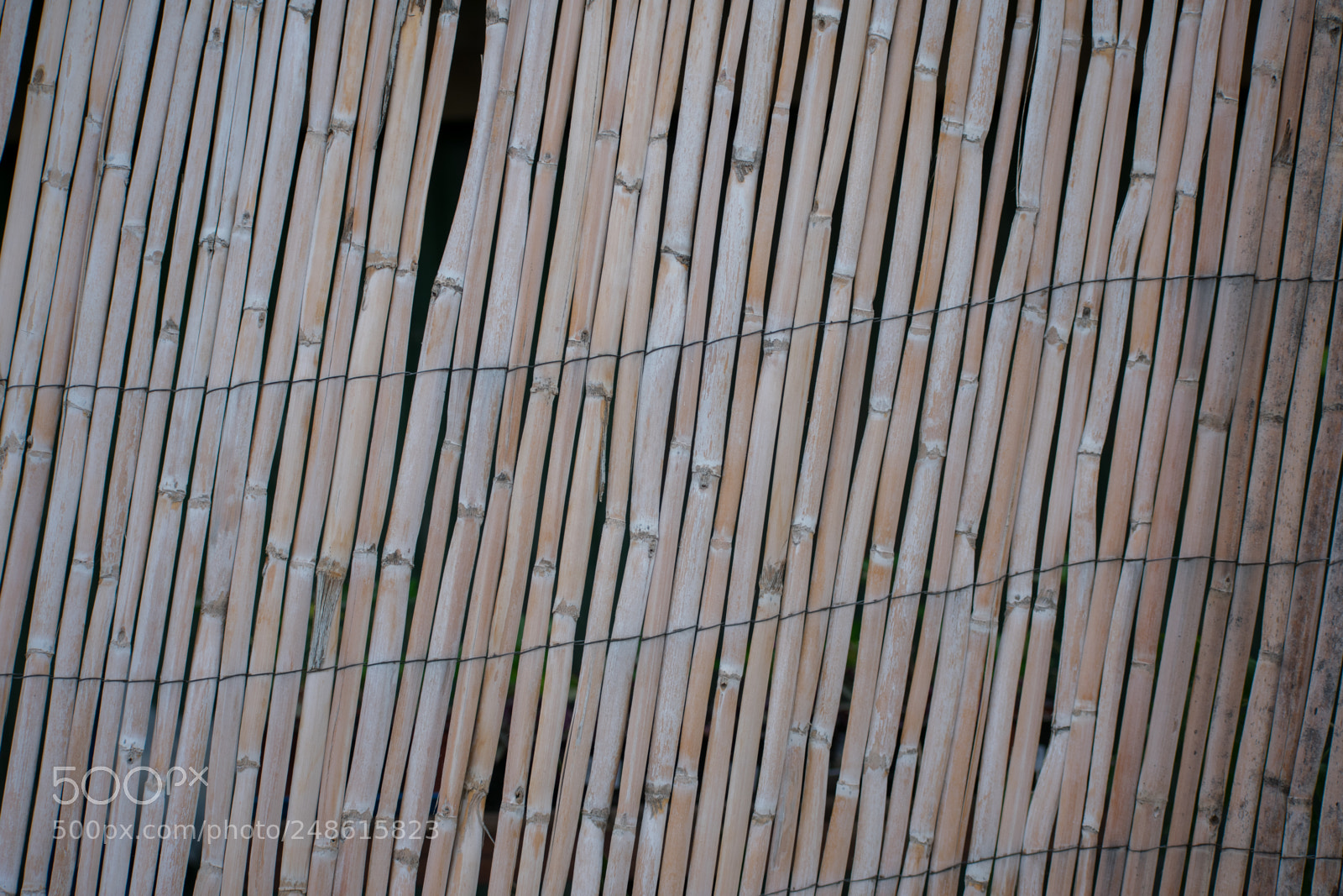 Nikon D3400 sample photo. Background wall photography
