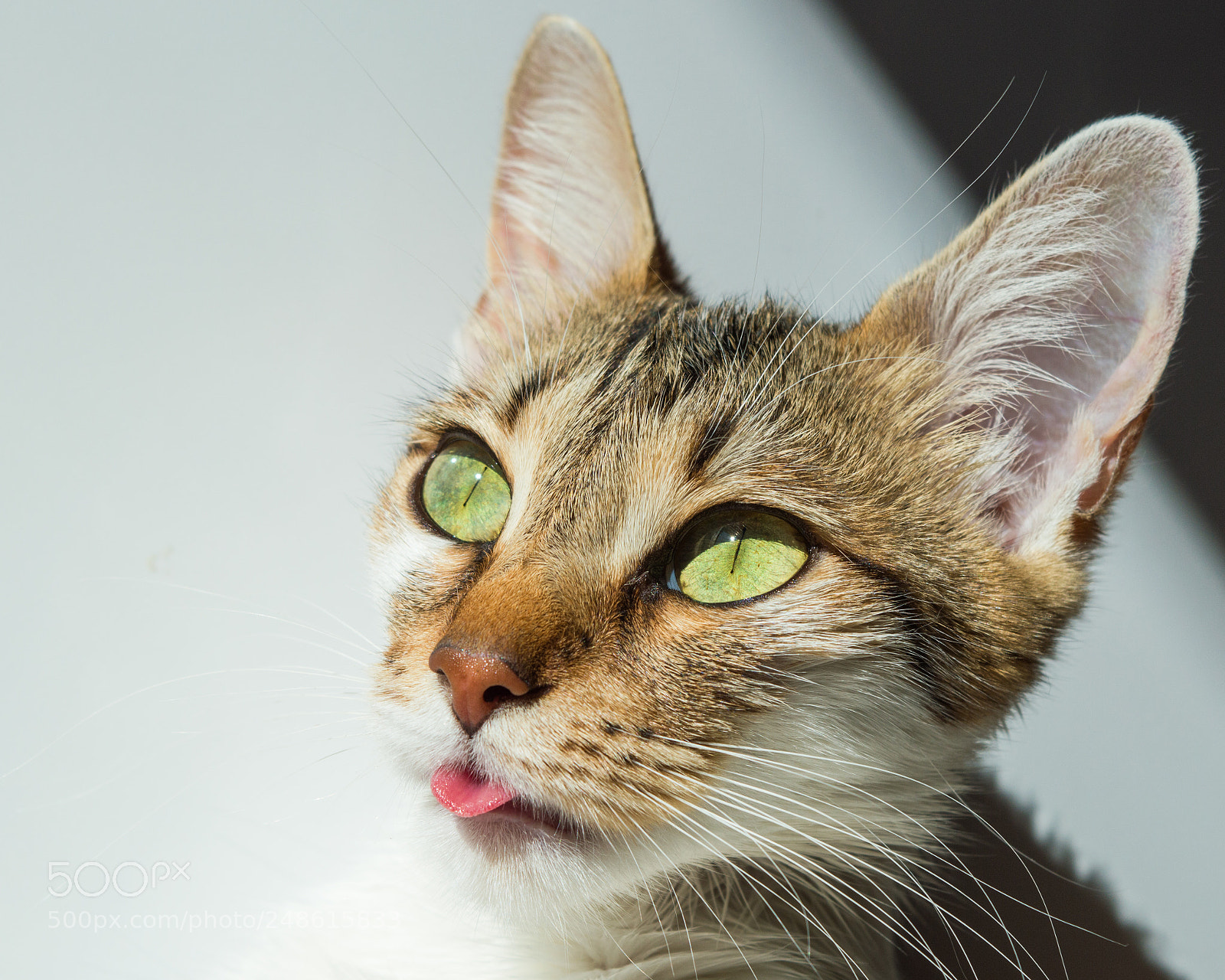 Nikon D3200 sample photo. Cute cat portrait photography