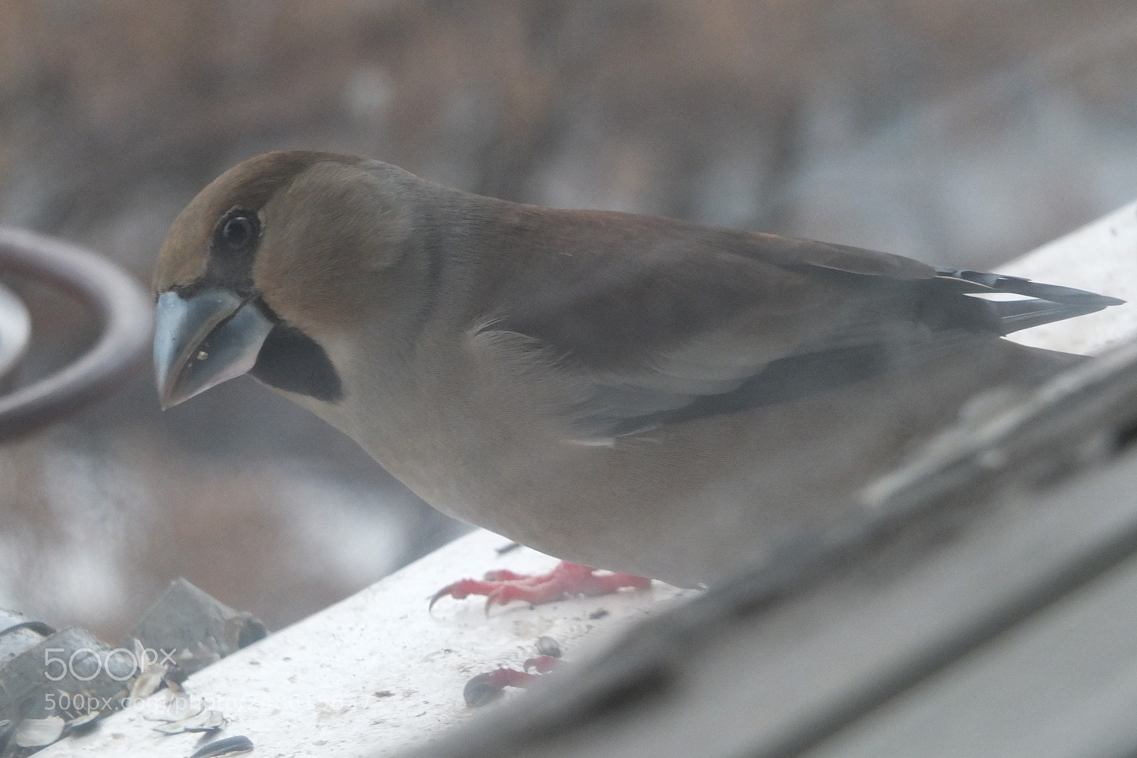 Fujifilm X-S1 sample photo. Hawfinch, batokljun, coccothraustes coccothraustes photography