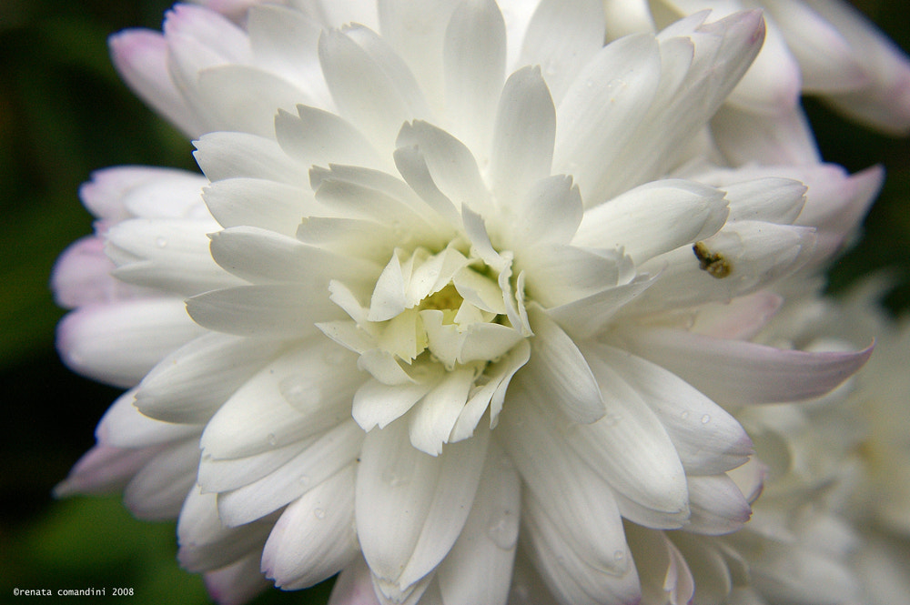 Pentax *ist DS sample photo. Bianco photography
