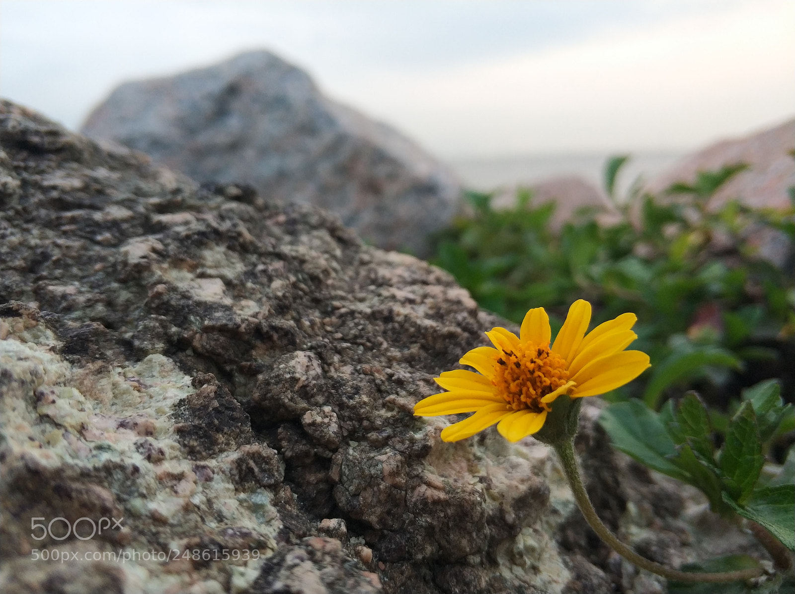 Xiaomi MI6 sample photo. Sea and flower photography
