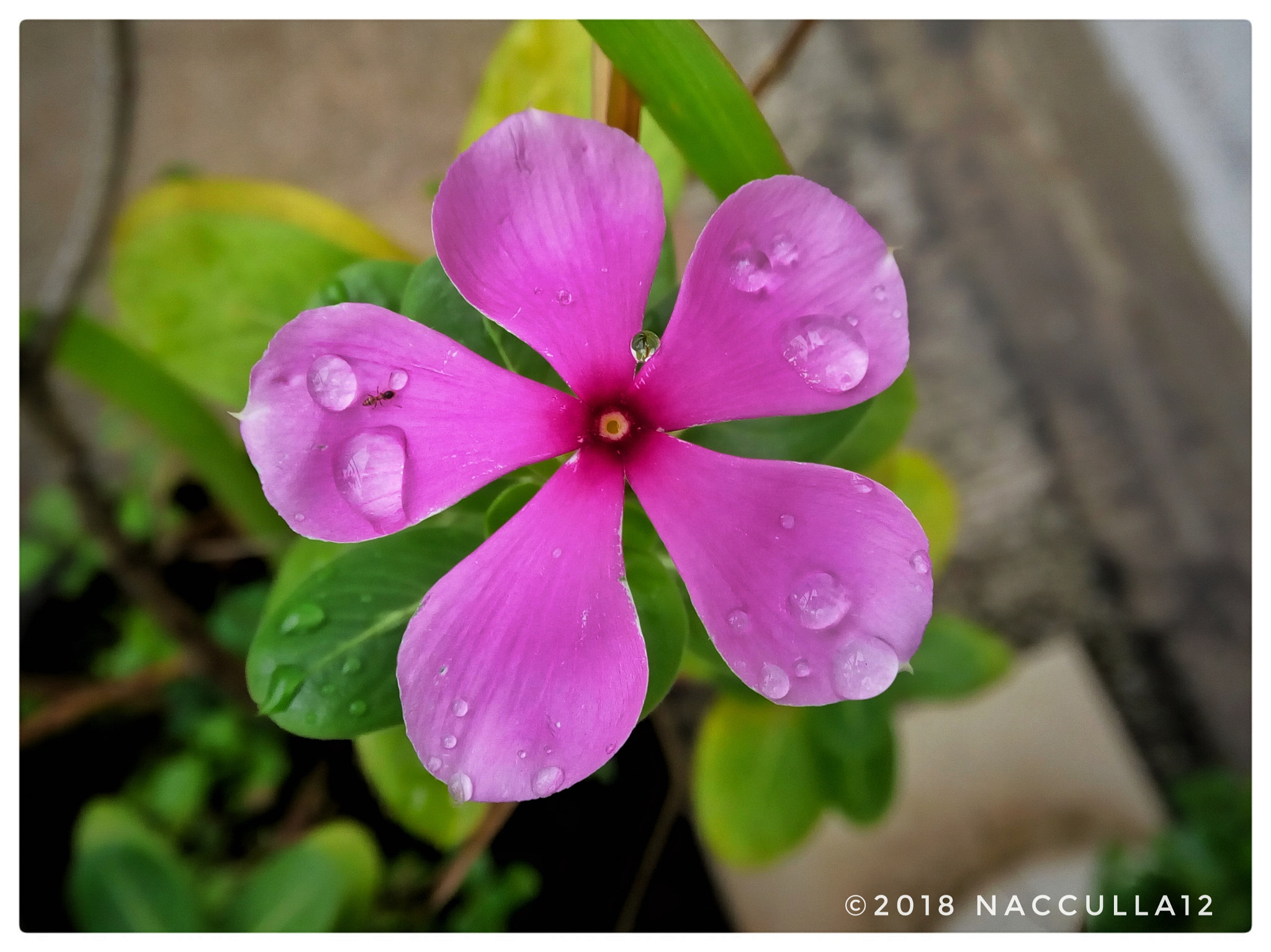 Lenovo VIBE X3 LITE sample photo. Pink flower photography