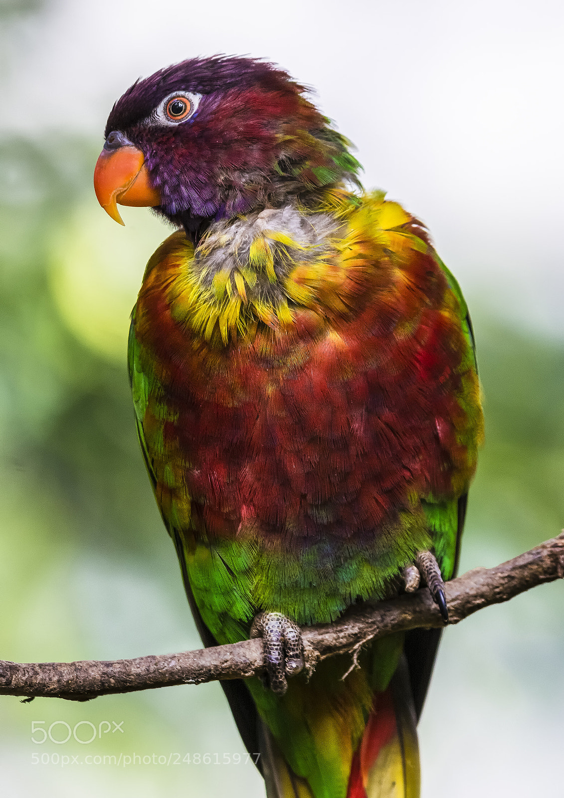 Nikon D7100 sample photo. Entre naturaleza photography