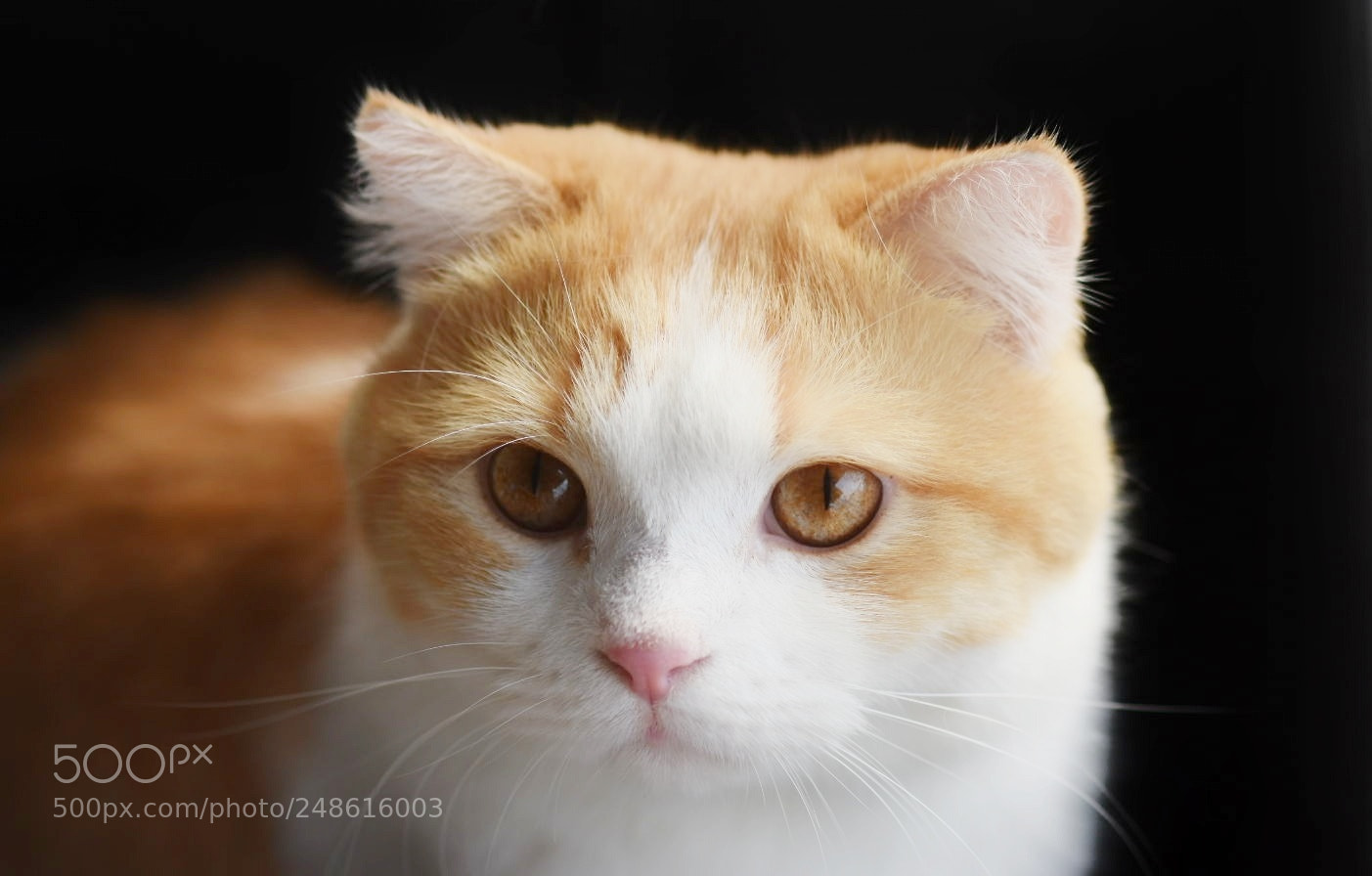 Nikon D7200 sample photo. My cat photography
